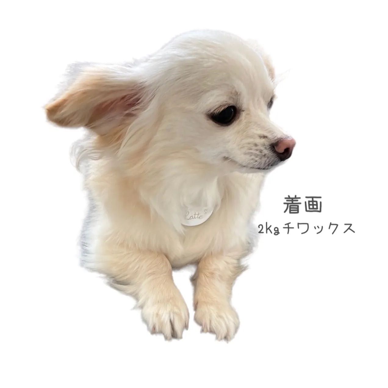 犬猫用オーダー製♡真鍮製本革迷子札チョーカー 1 - メルカリShops