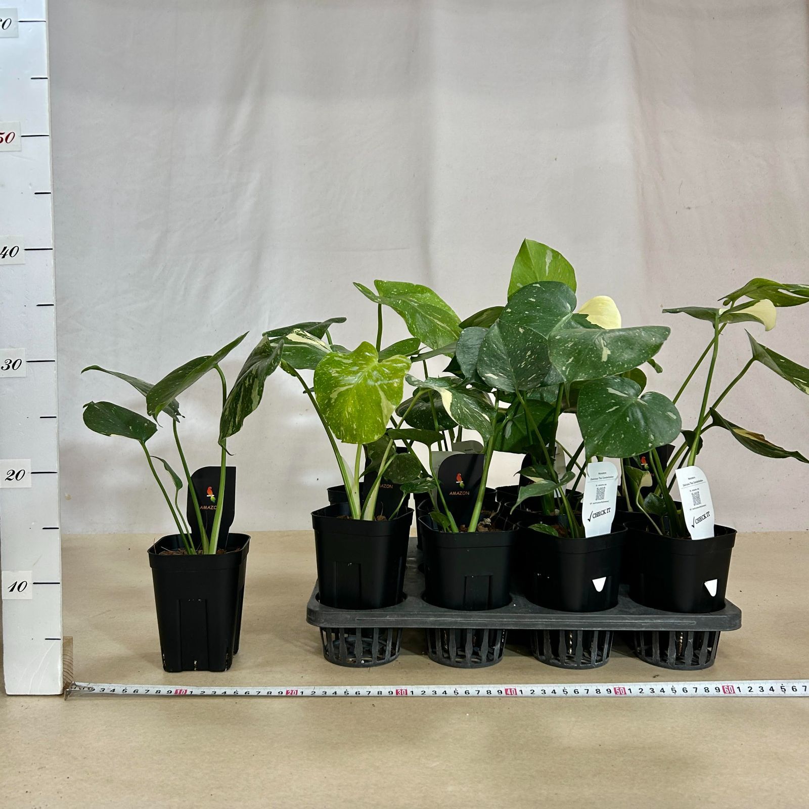 モンテスラ 観葉植物 斑入りモンステラ タイコンステレーション 3.5号スリット角鉢