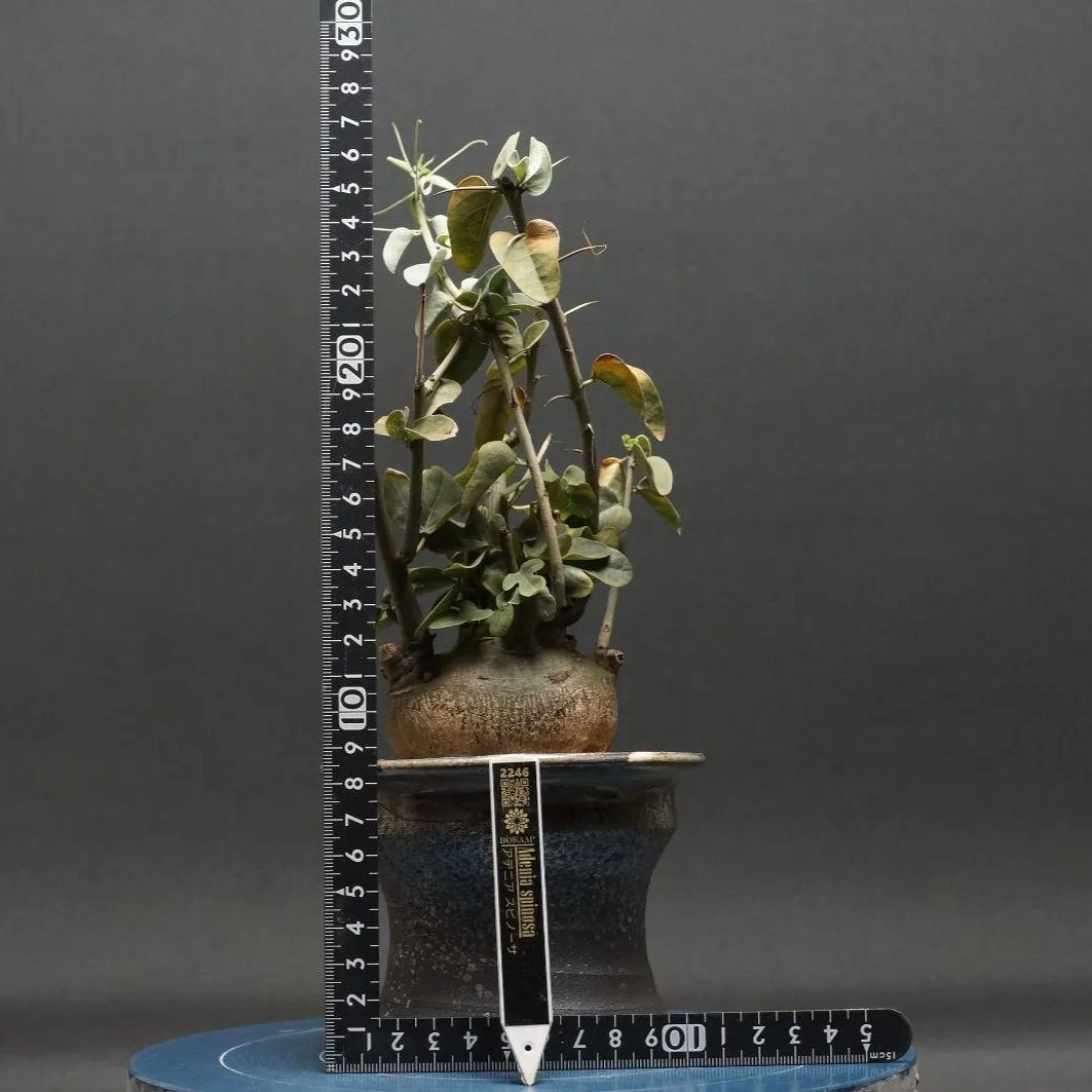 spinosa アデニア