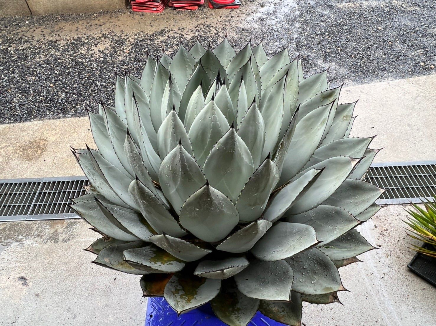 アガベ パリー トルンカータ オリザバ 希少 レア - 植物/観葉植物