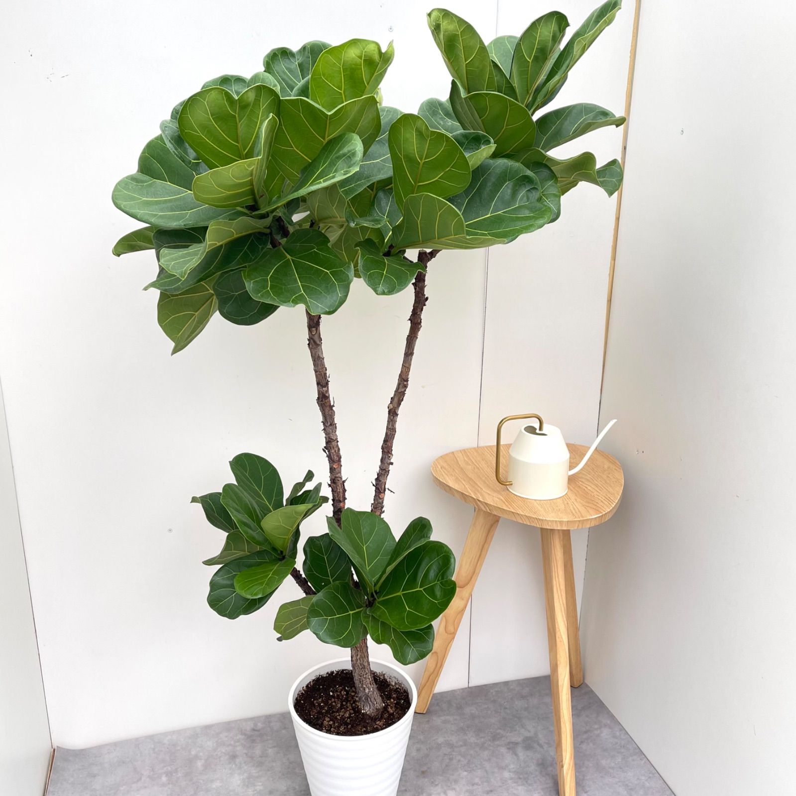 カシワバゴム フィカス リラータ 10 現品 観葉植物 大型 室内
