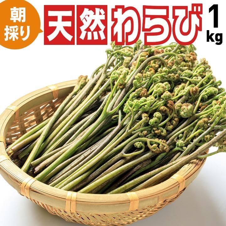 予約商品 山形県産 天然山菜生わらび 飯豊連峰 朝日連峰 朝採り出荷 予約順 5月初旬発送 クール便1ｋｇ