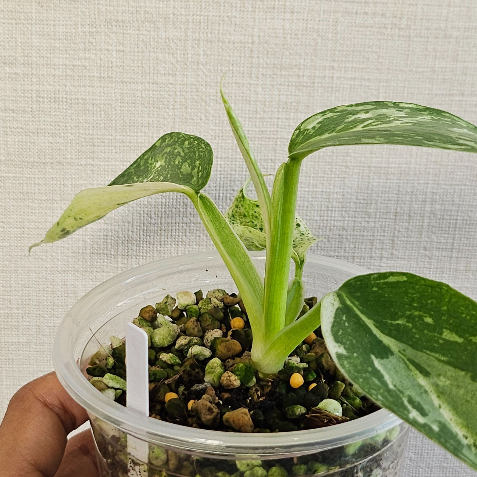 フィロデンドロン ジョセボーノ〕Philodendron Jose Buono 斑入り 観葉植物 - メルカリ