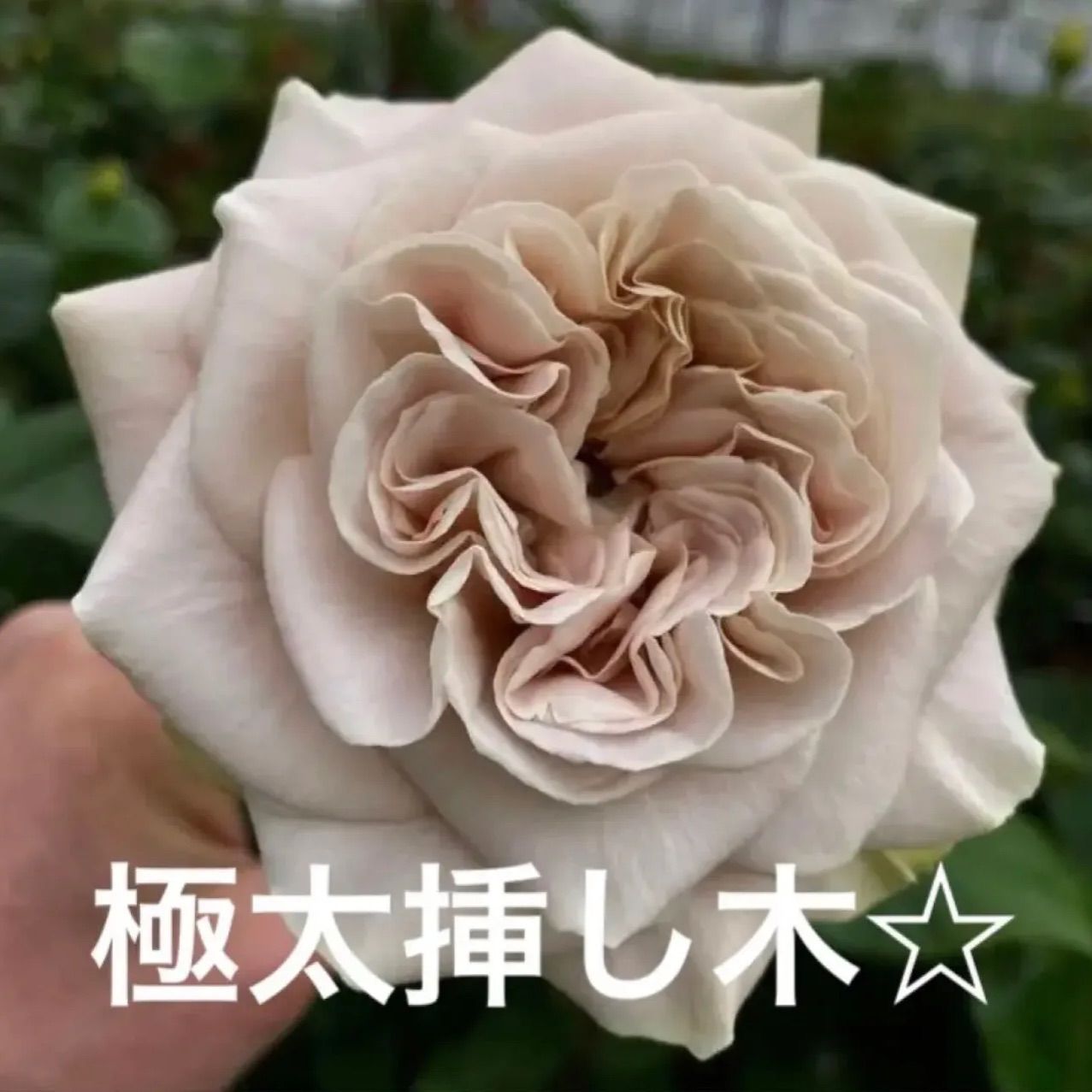 オンラインストア廉価 バラ苗 薔薇苗 み。。。 - www.mowram.gov.kh