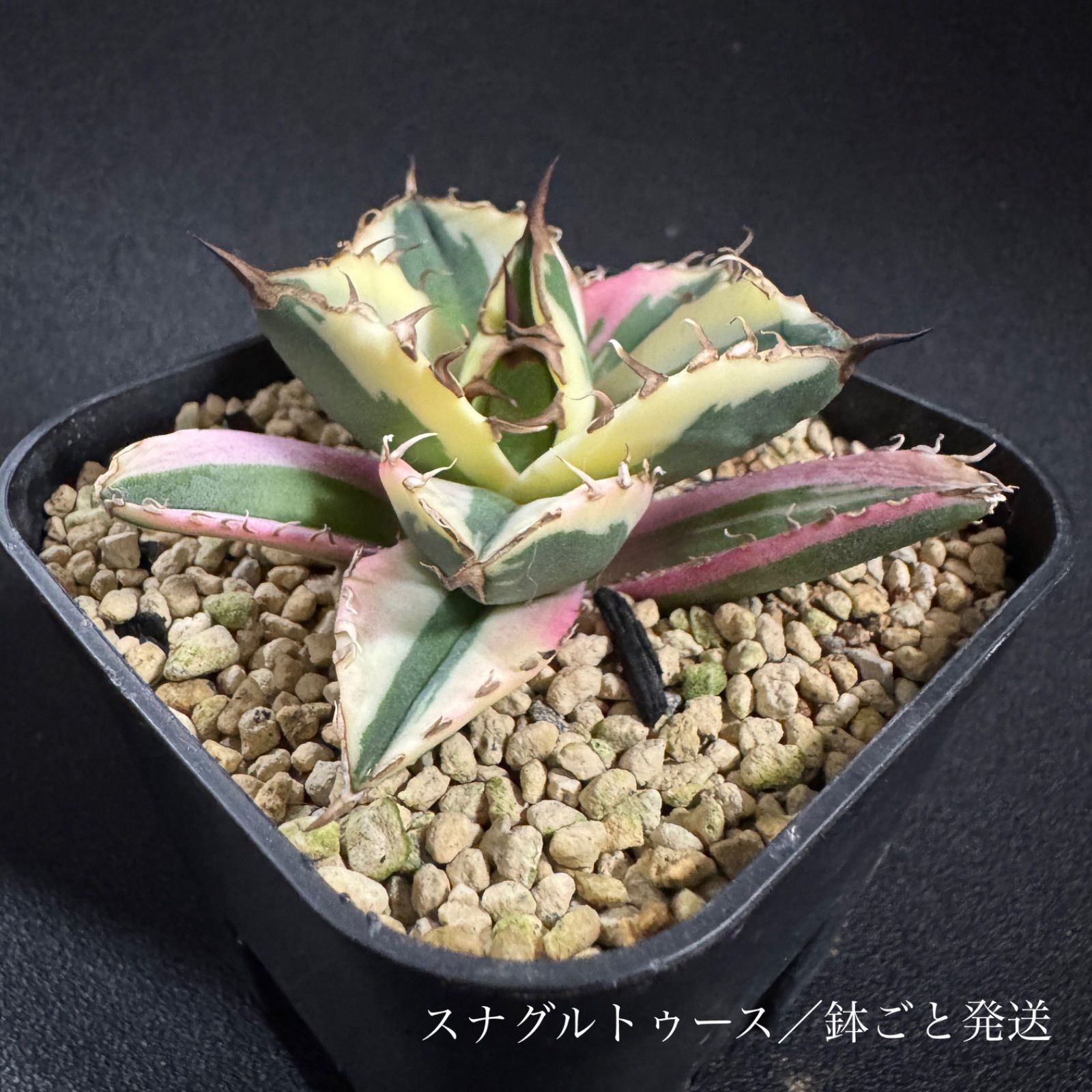 スナグルトゥース　鉢ごとメルカリ便発送 スナグルトゥース 鉢ごと発送 送料込 - メルカリ