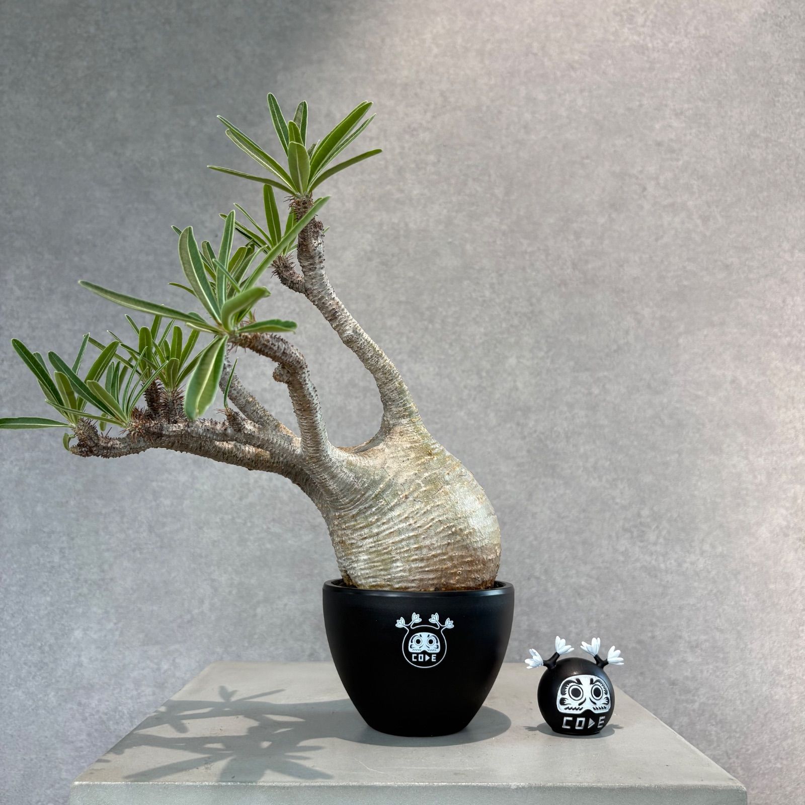 1 パキポディウム グラキリス/現地球/発根済 S503【自社養生株