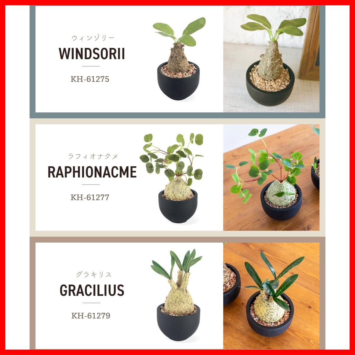 グラキリス 1個