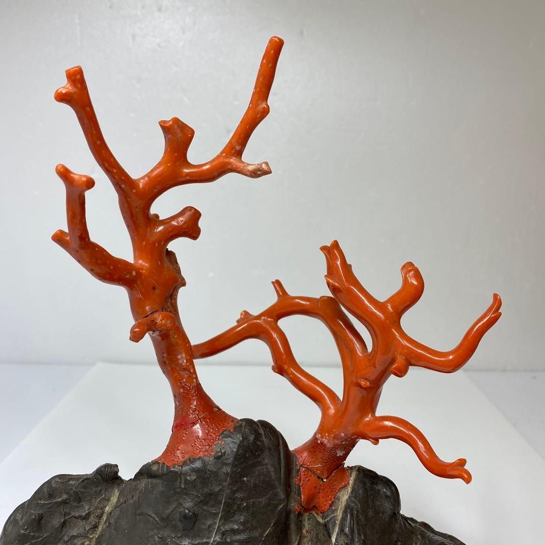 本肉赤珊瑚 原木 トウエ 東さ6-1216☆1F - メルカリ