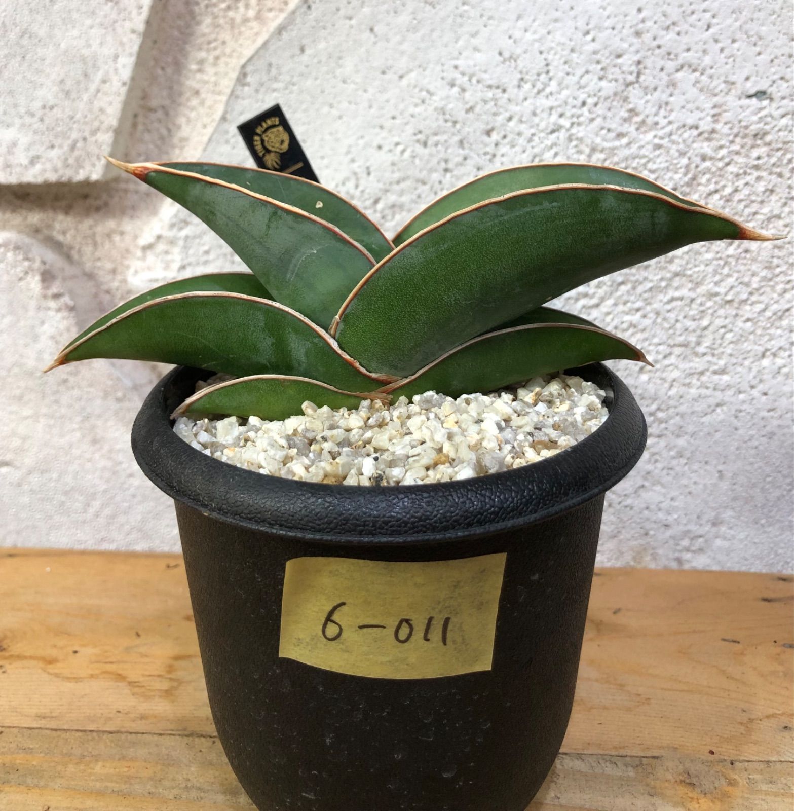 Sansevieria Banana サンセベリア バナナ - メルカリ