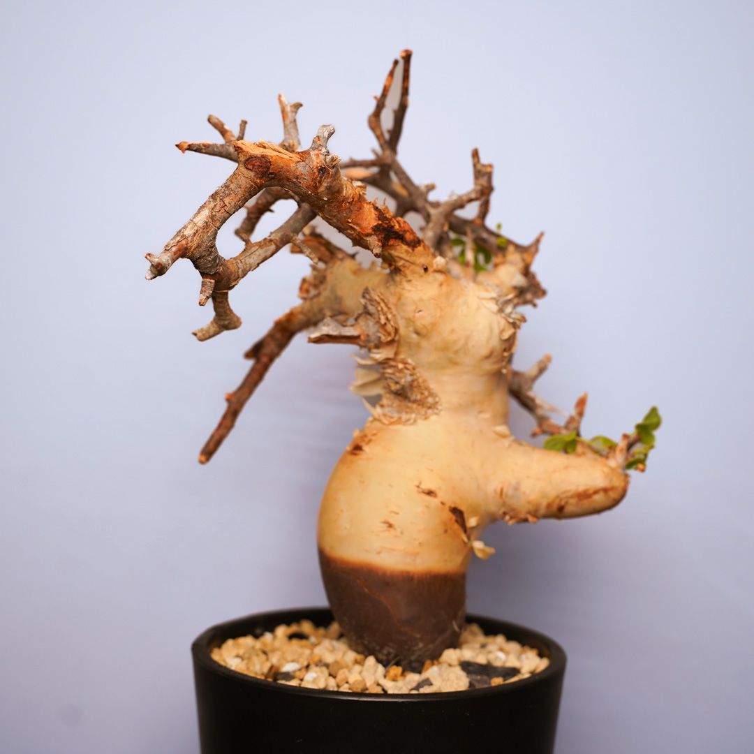 コミフォラ　カタフ　ピュア（ソマリア産） コミフォラ カタフ ピュア ソマリア産 | bot.