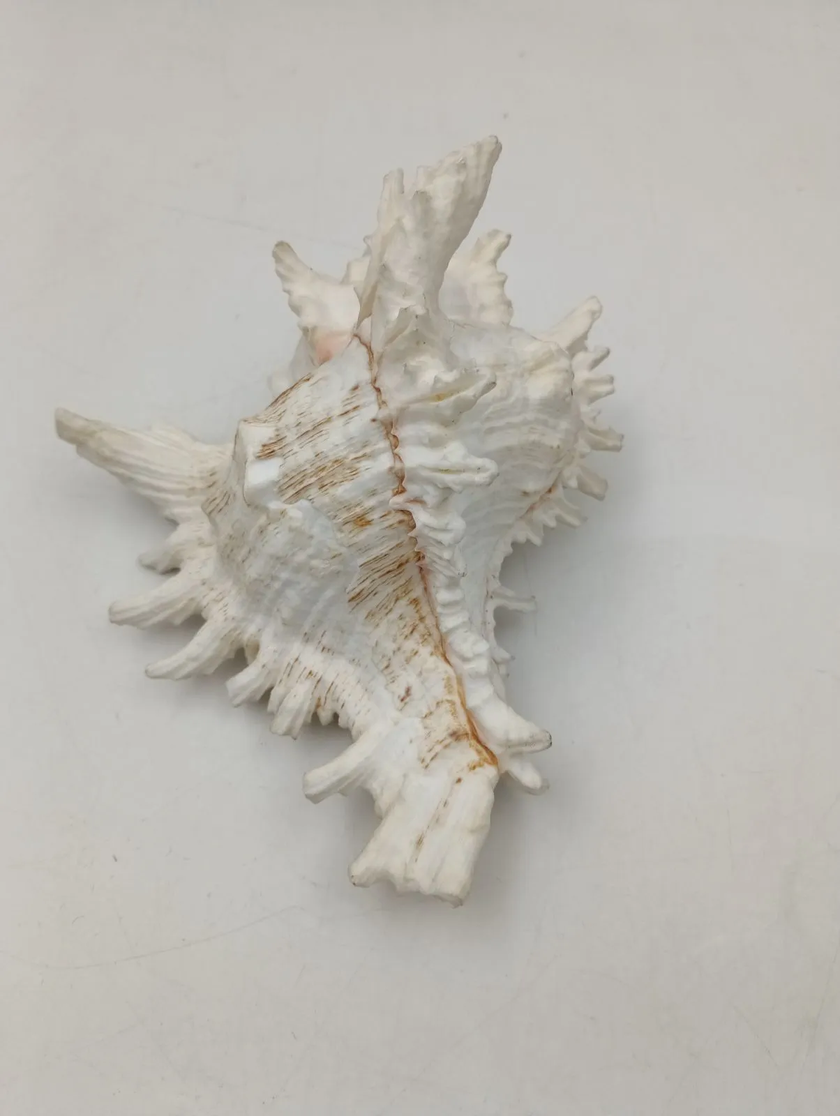 ブチェラッティ テングガイ科（アクキガイ科）の巻貝。 ブチェラッティ テングガイ科（アクキガイ科）の巻貝。