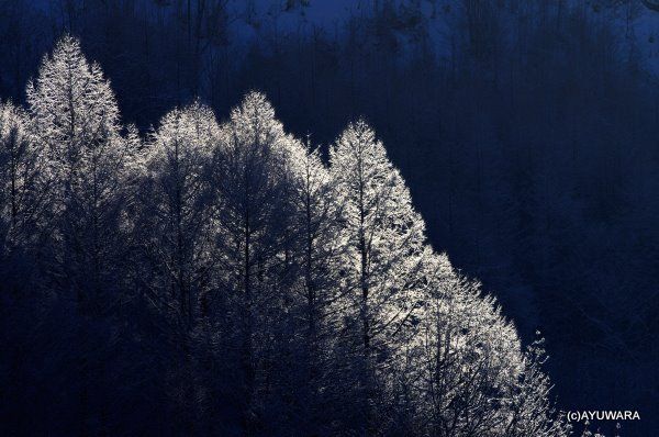  アートフォト 絵画 霧氷9 中富良野町 高橋真澄 インテリア 額入り 額装込 風景画 油絵 ポスター アート アートパネル リビング 玄関 プレゼント モダン アートフレーム 飾る Mサイズ おしゃれ 壁掛け 絵 写真 その他