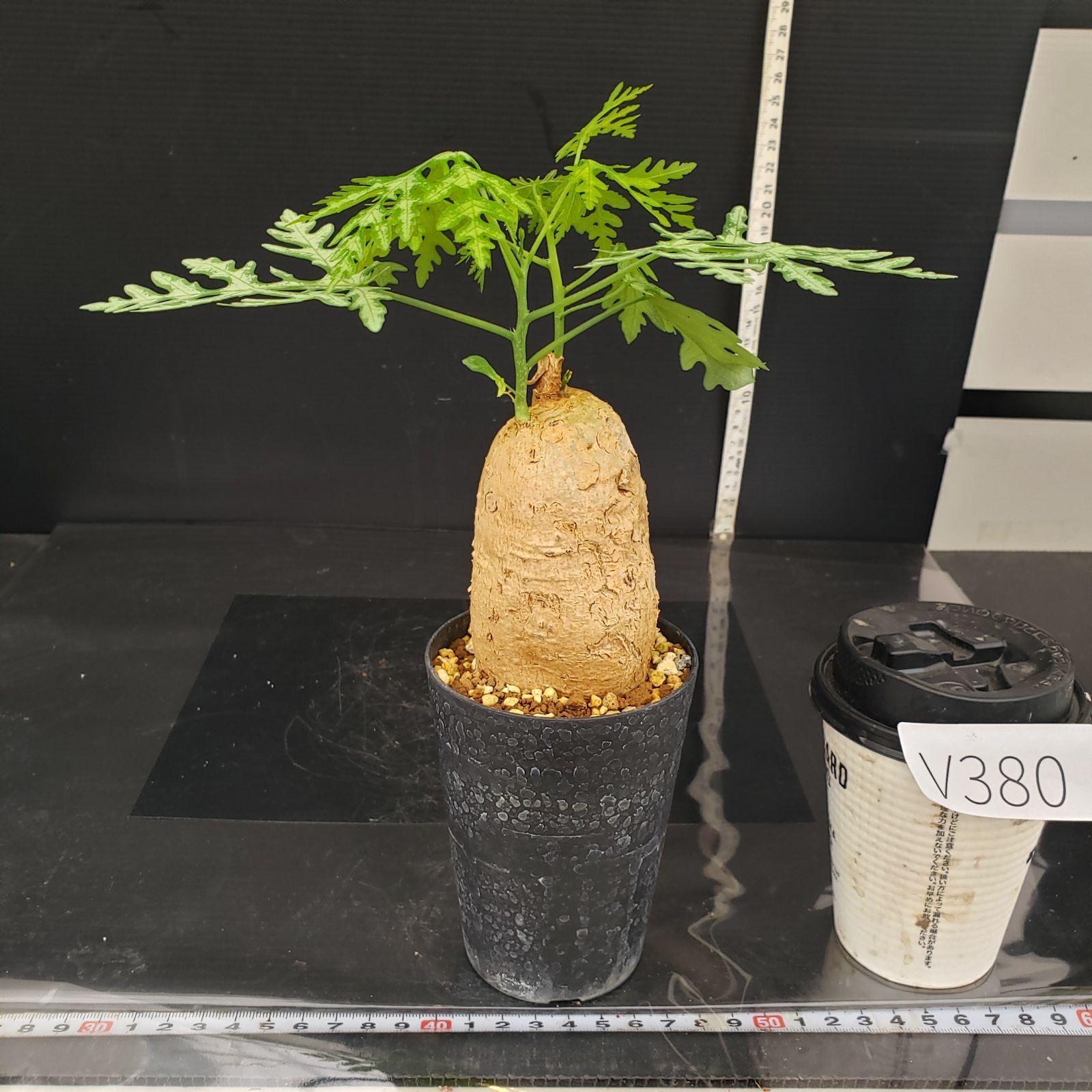 V380【自社養生株】アデニア ペリエリ(現地球・発根株・鉢植え V380【自社養生株】アデニア ペリエリ(現地球・発根株・鉢植え