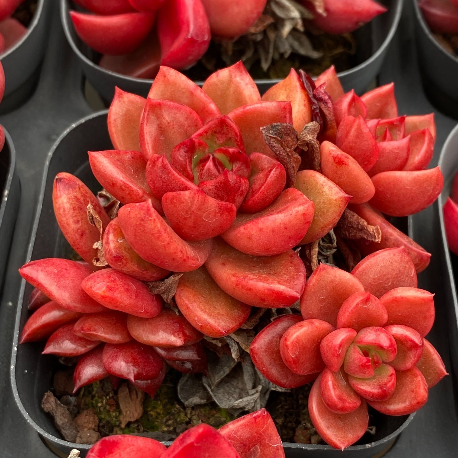 LB1335×50 シャプトクン 抜き苗 多肉植物 アエオニウム エケベリア 韓国苗