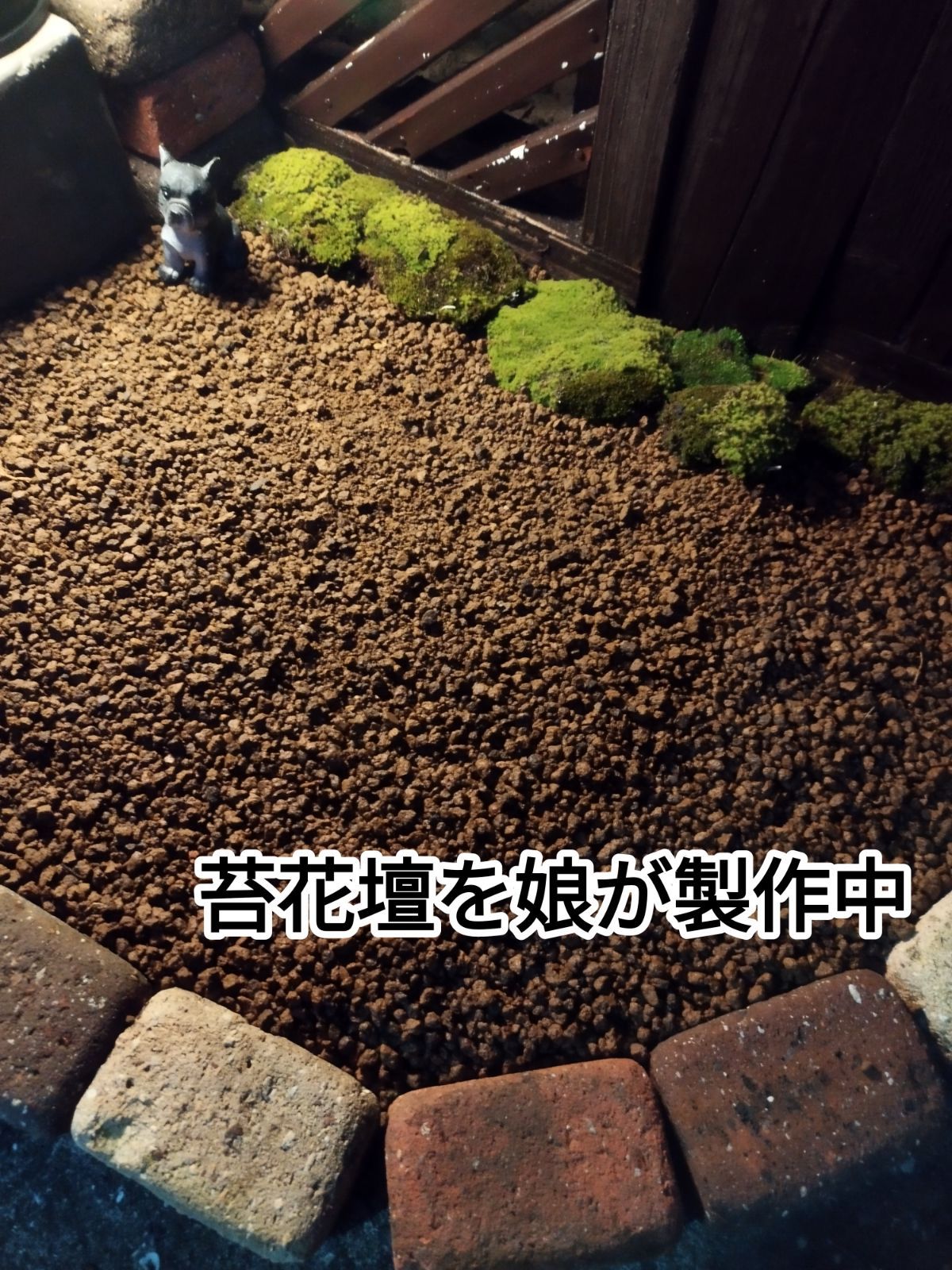 たっぷり苔セット