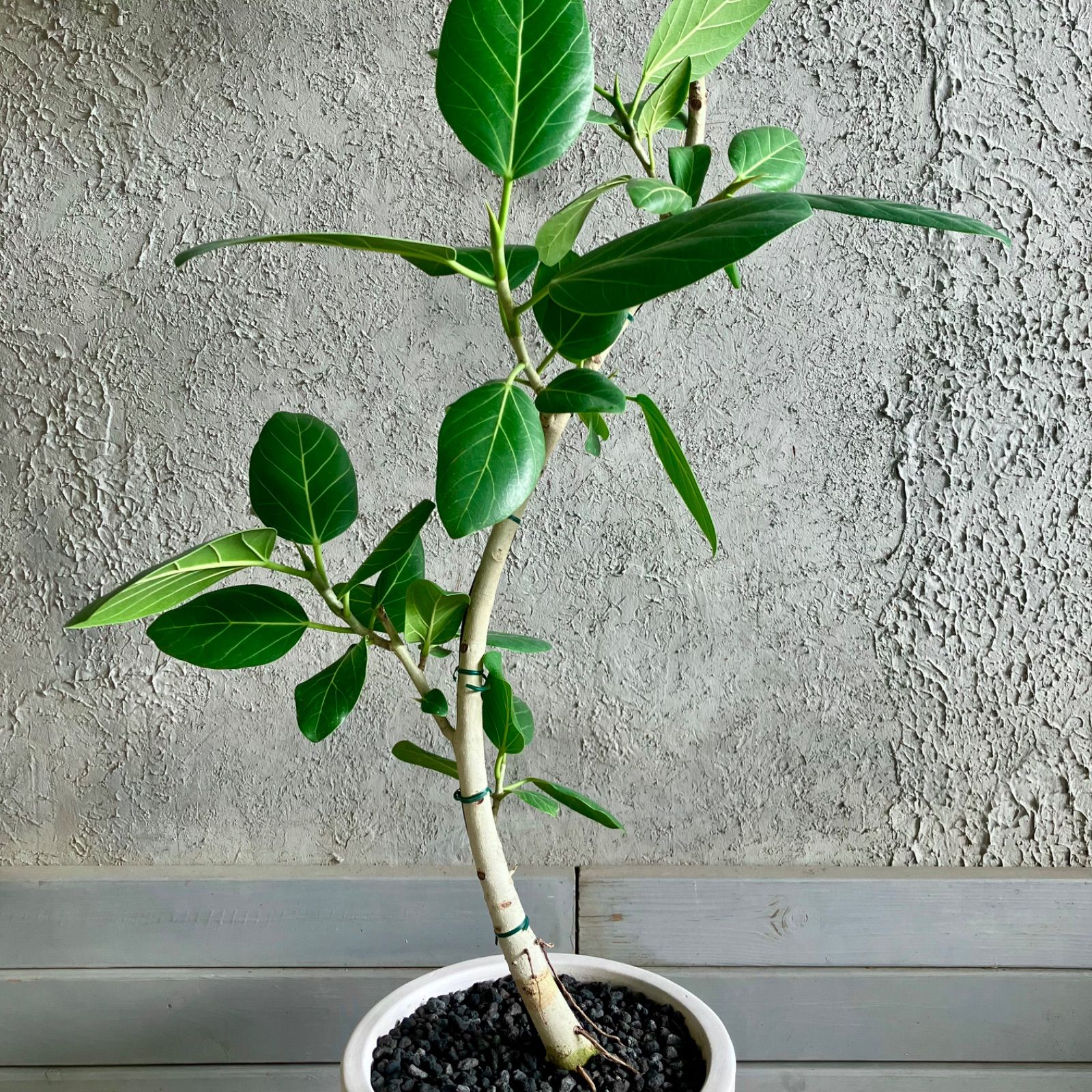 大型　フランスゴムの木　曲がり仕立て　陶器鉢　植え込み発送 大型 フランスゴムの木 曲がり仕立て 陶器鉢 植え込み発送 【公式通販】