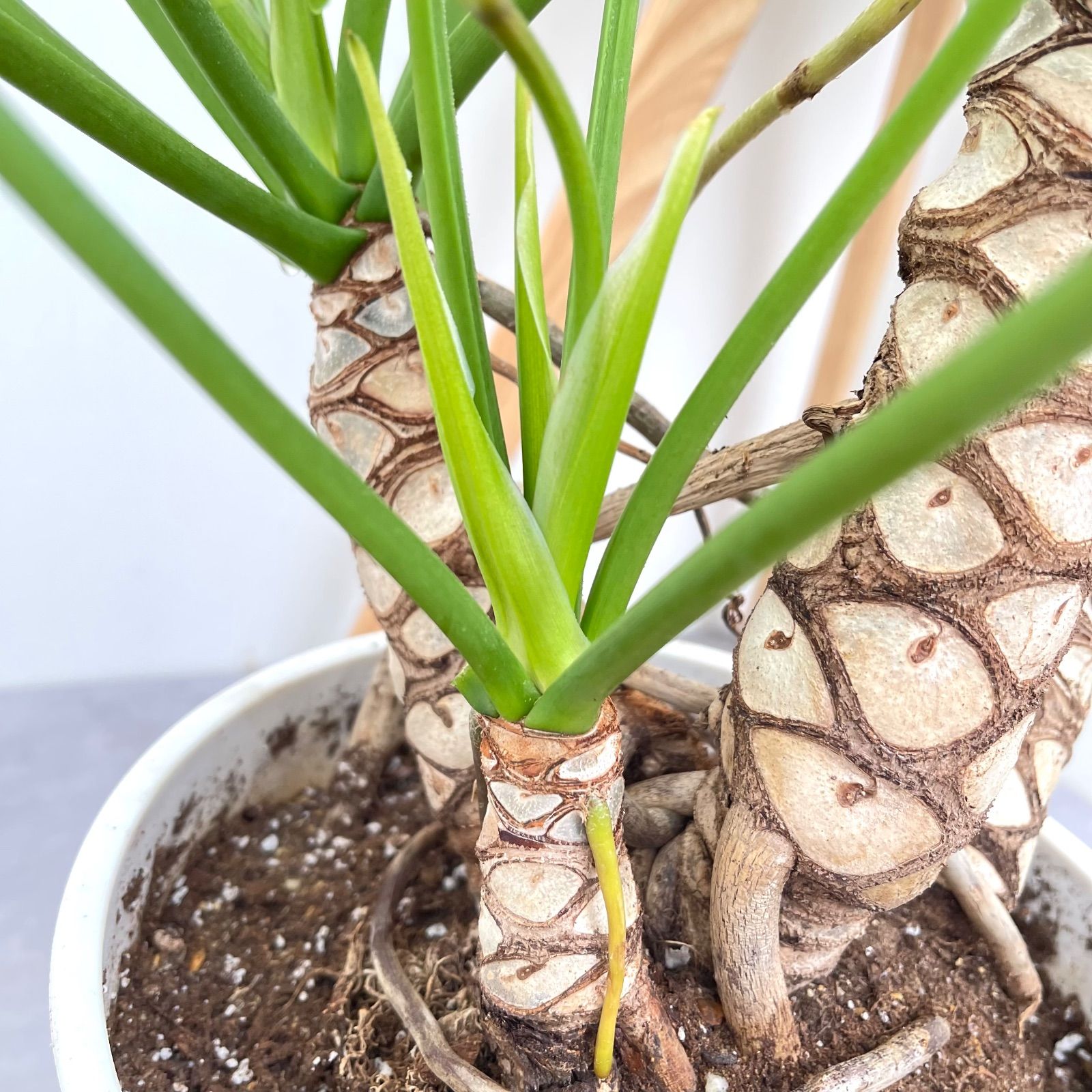 フィロデンドロン クッカバラ