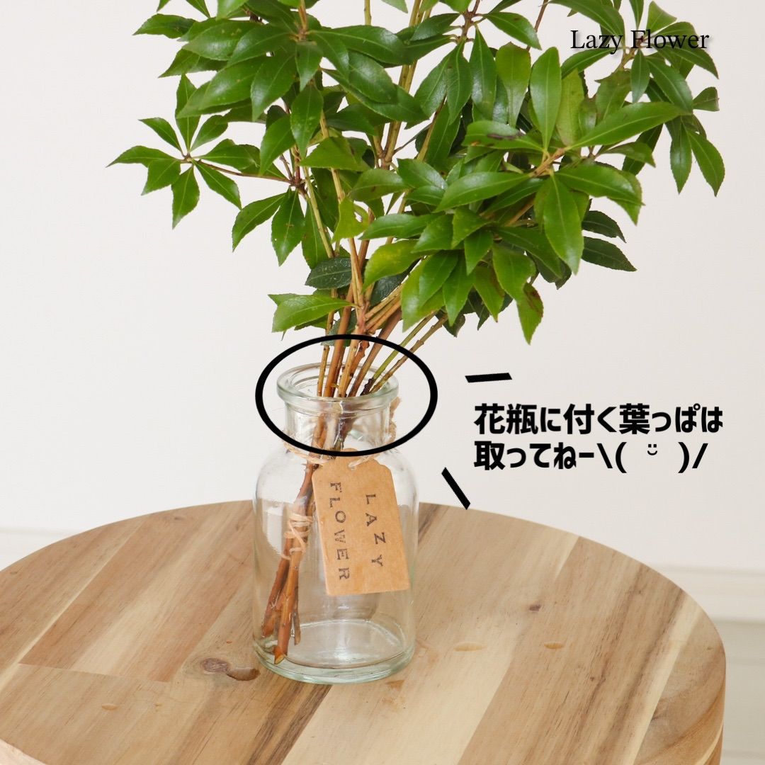 アセビ30cm 馬酔木 枝物 インテリア 装飾 生花 枝 観葉植物 - Lazy