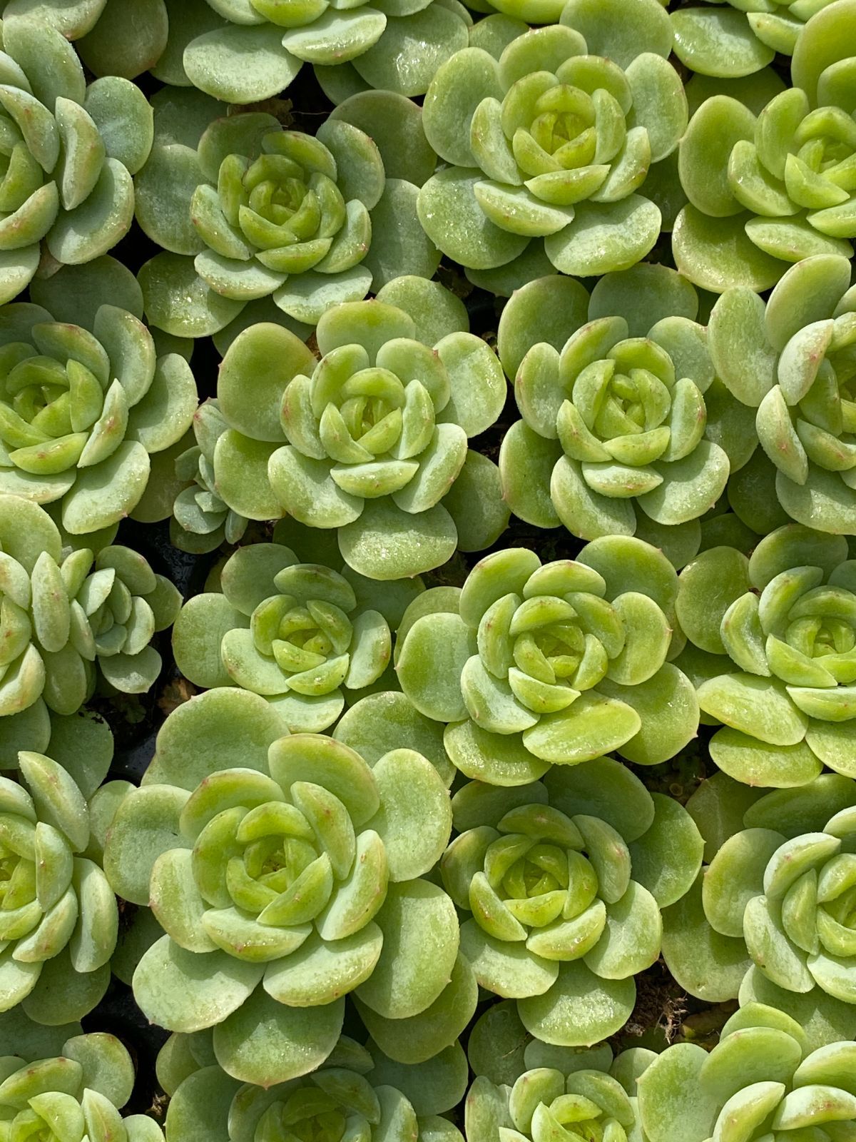 K*Z様 R19 15種類の土と根付き105苗セット 多肉 エケベリア