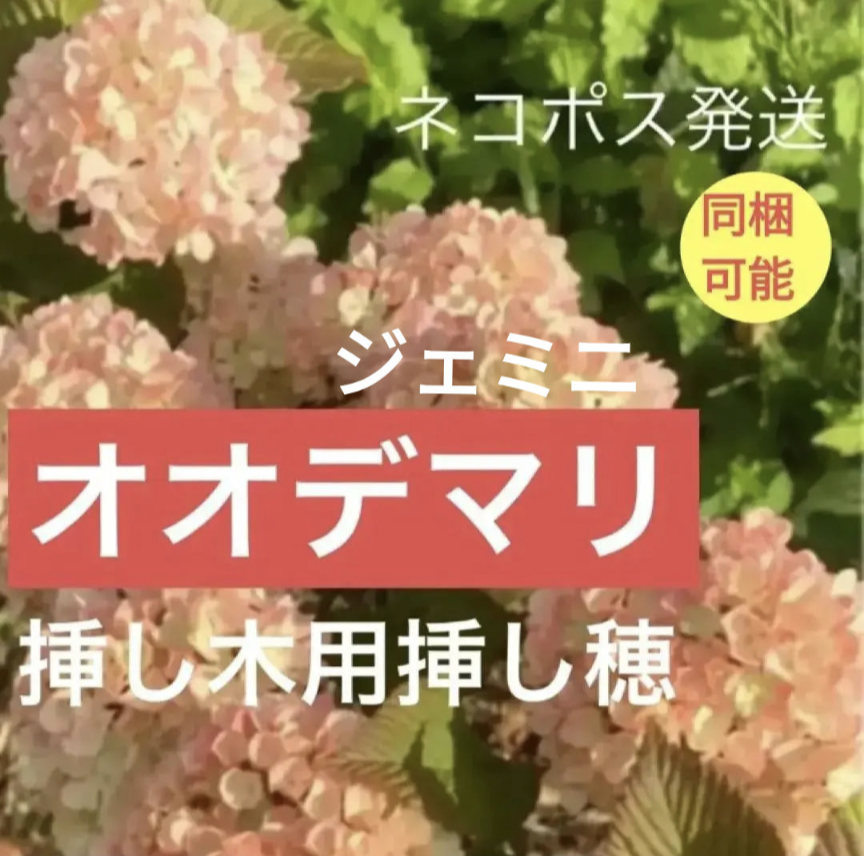 【桃色オオデマリ大手毬ジェミニ】挿し木用挿し穂セット　ビバーナム無農薬自家栽ガーデニングシンボルツリー培