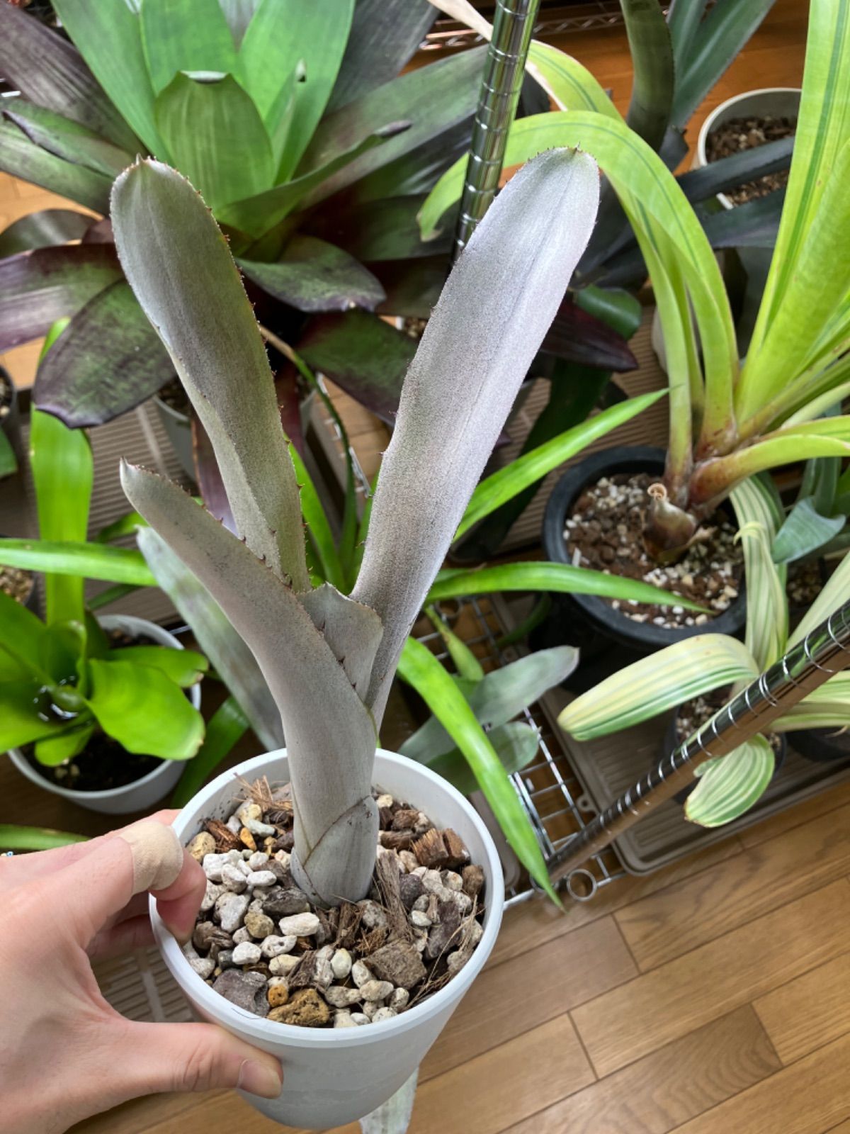 エクメア ムルフォーディ マルバ エクメア・ムルフォーディ【マルバ】 Aechmea mulfordii 'Malva