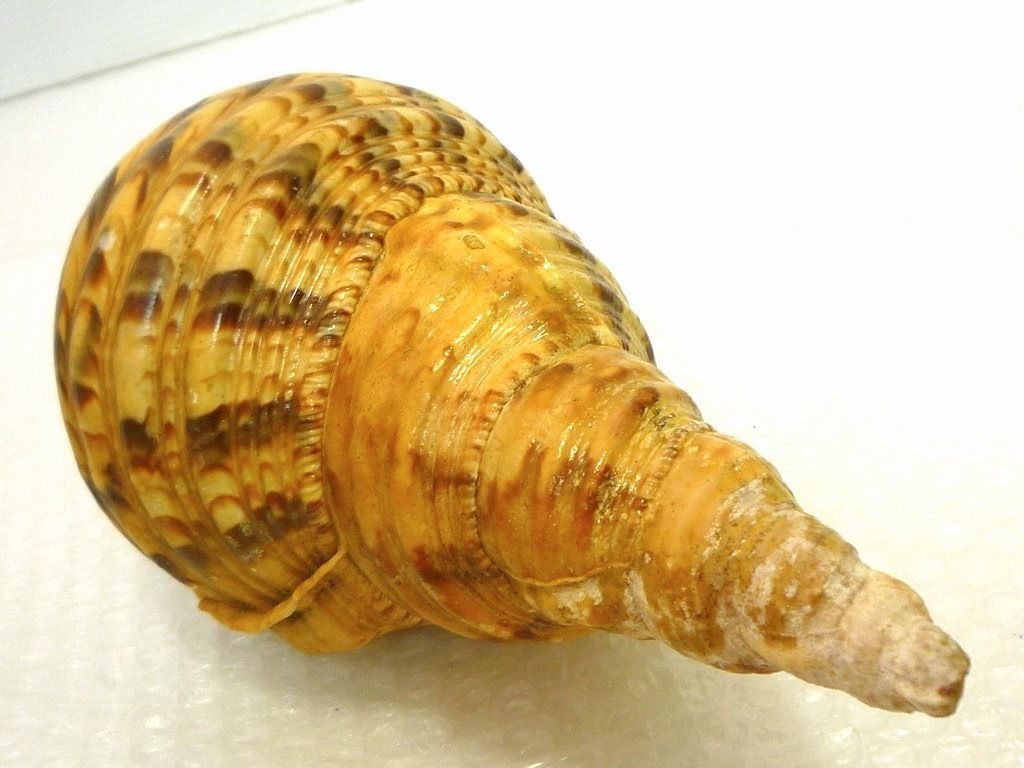 法螺貝 ほら貝 ホラ貝 長さ33㎝ 魔除け 山伏 修験 神具 仏具 美