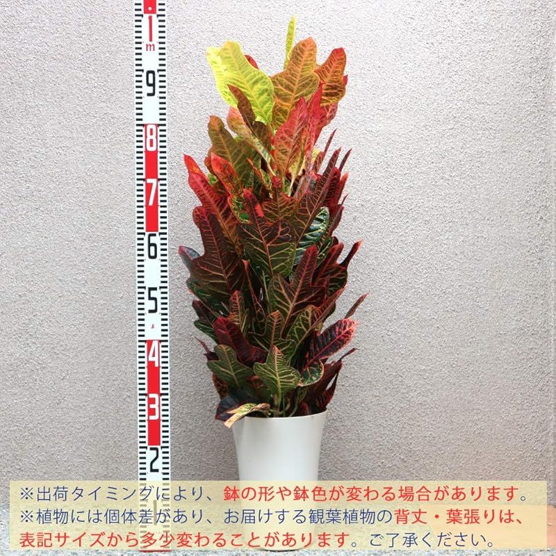 ＩＴＡＮＳＥ クロトン