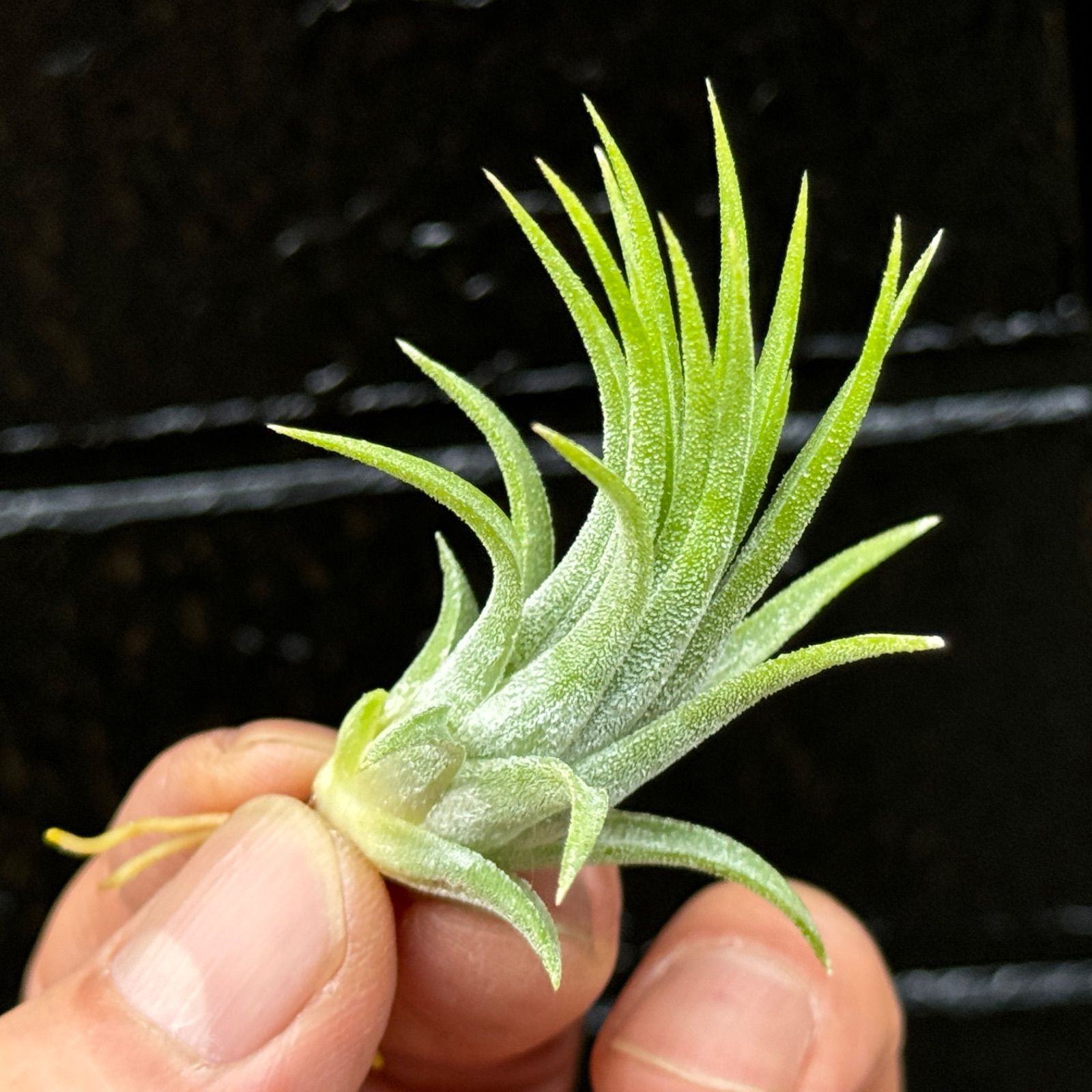 Tillandsia ionantha Hazelnoot ex. EJG 絶版 【公式通販】