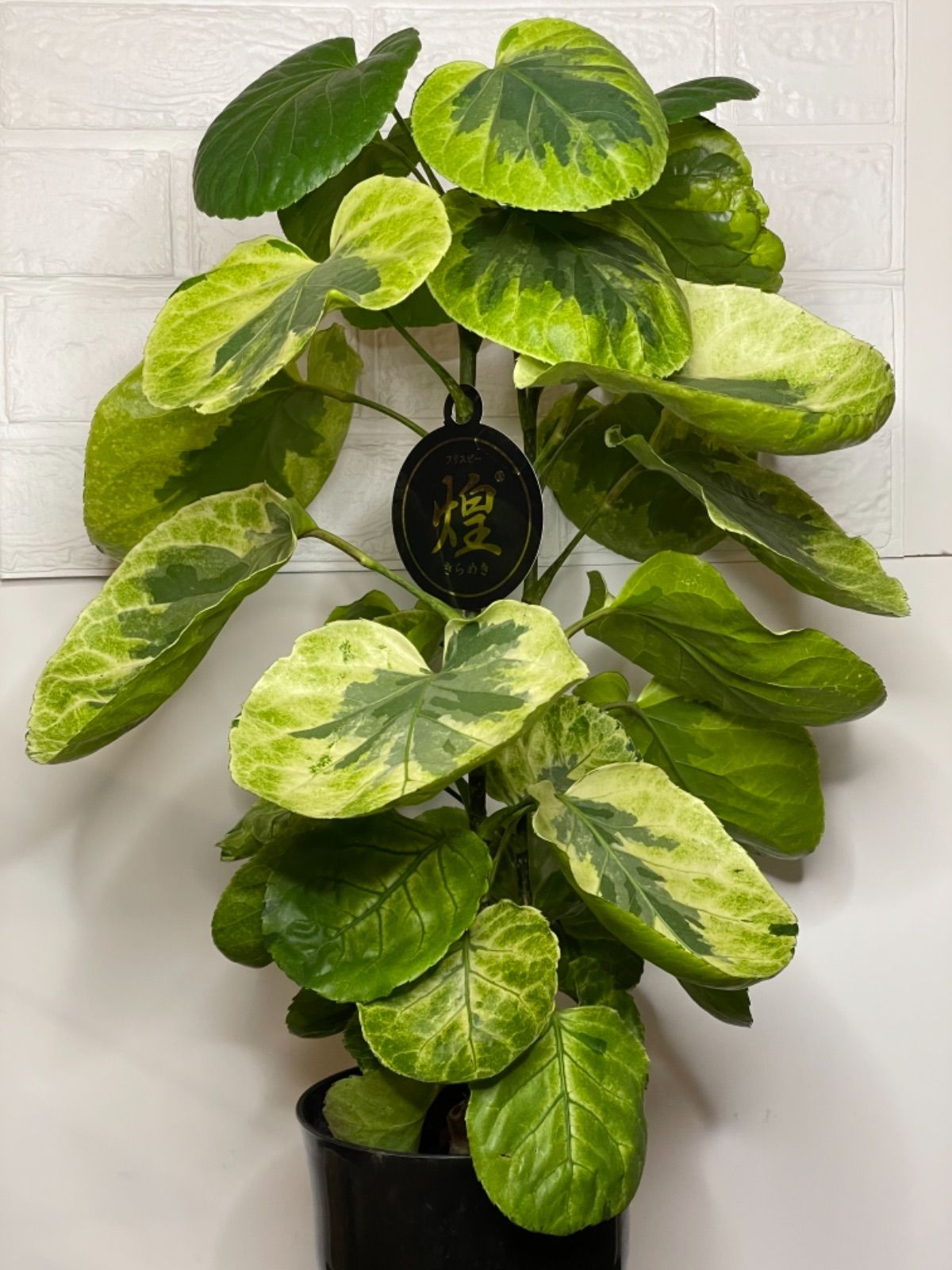 ポリシャス フリスビー煌(きらめき)❣️斑入り - メルカリ