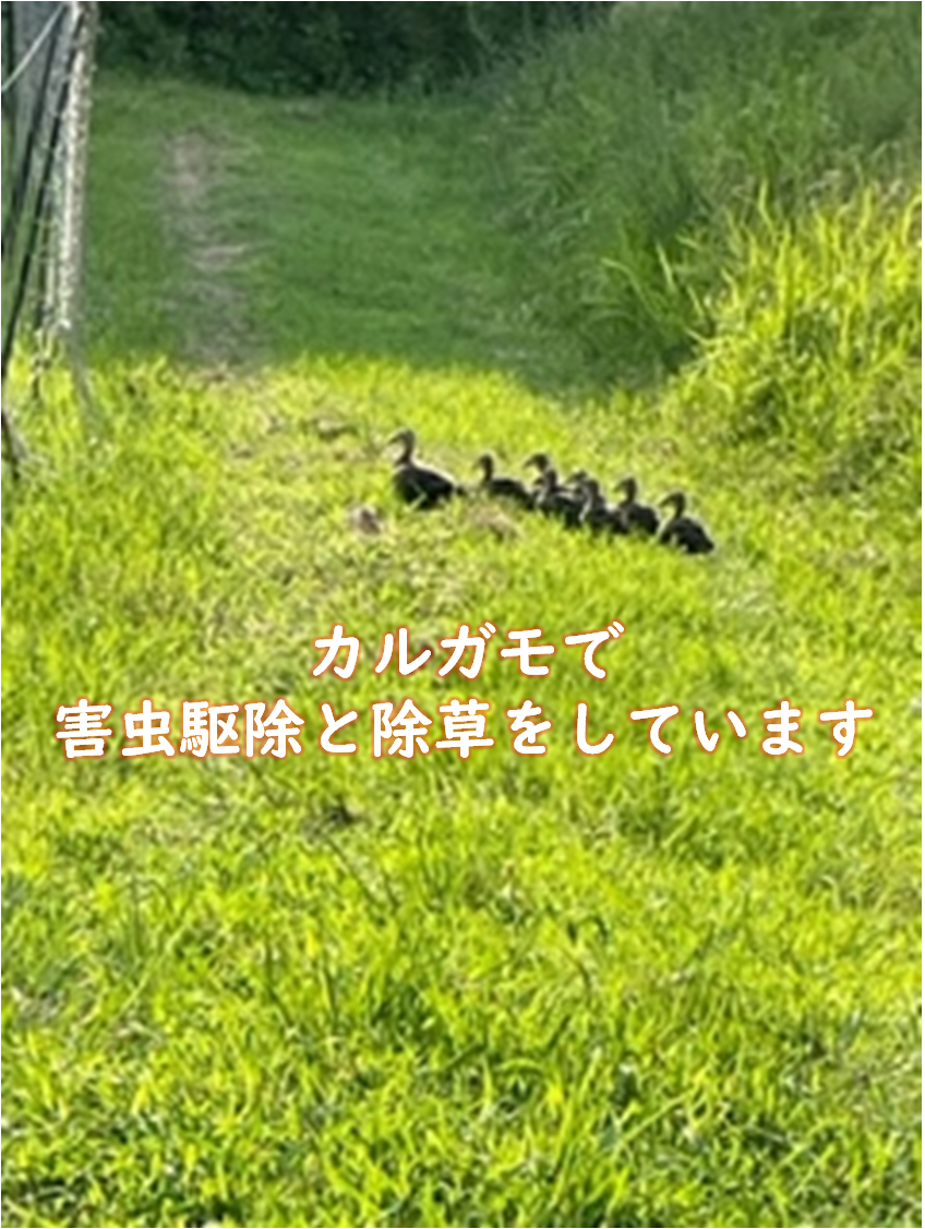 【令和４年産/無農薬栽培】大阪のてっぺんキヌヒカリ　玄米24kg　大阪府能勢産