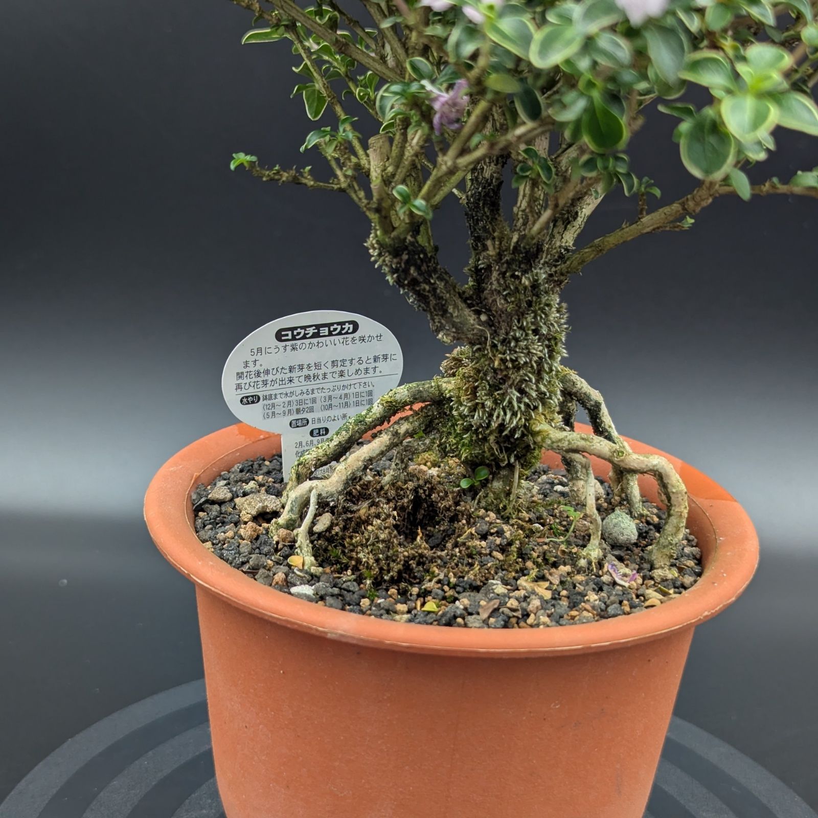 中国　花鳥漢詩彫盆栽鉢　 26cm 中国 花鳥漢詩彫盆栽鉢 26cm 盆栽鉢のYahoo!オークション(旧