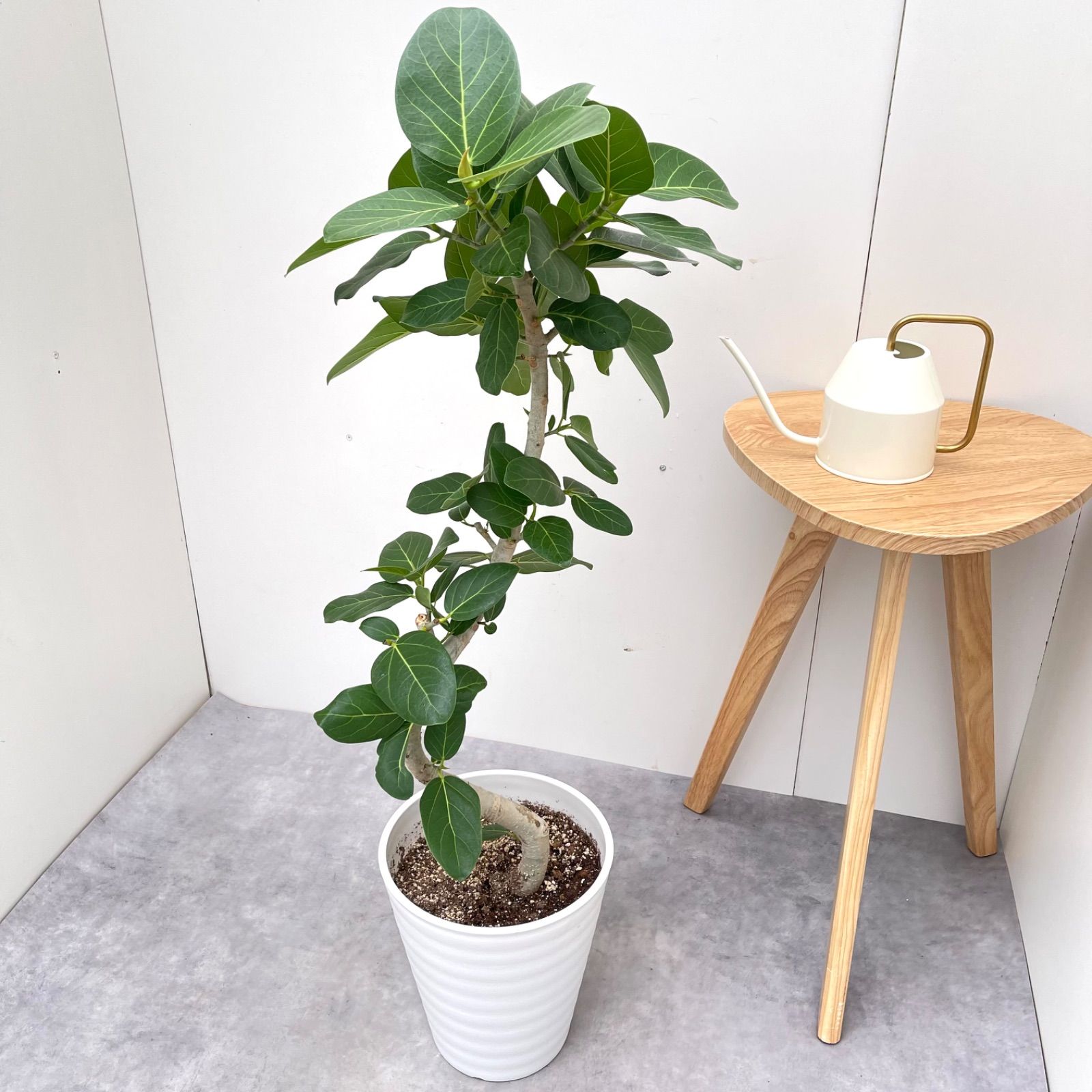 フィカス ベンガレンシス 曲がり 11【現品】観葉植物 大型 室内