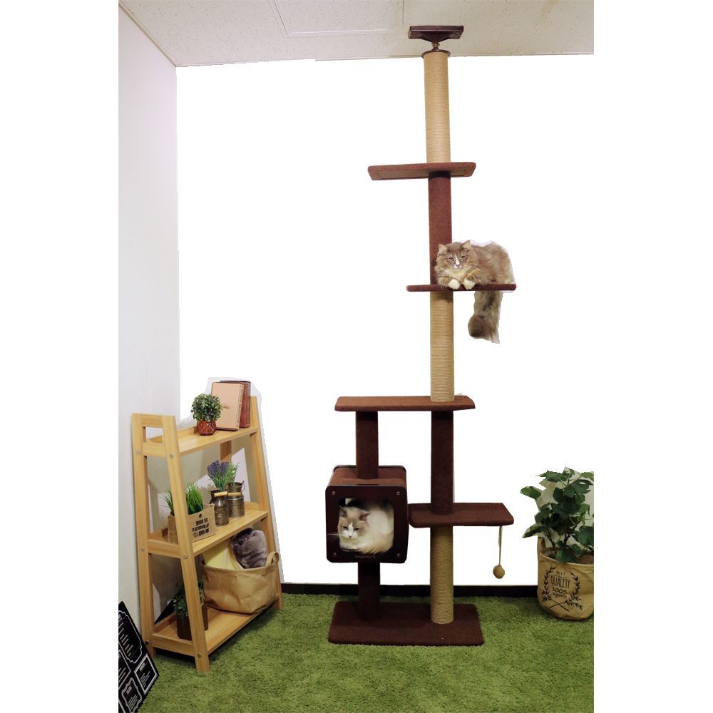 キャティーマン