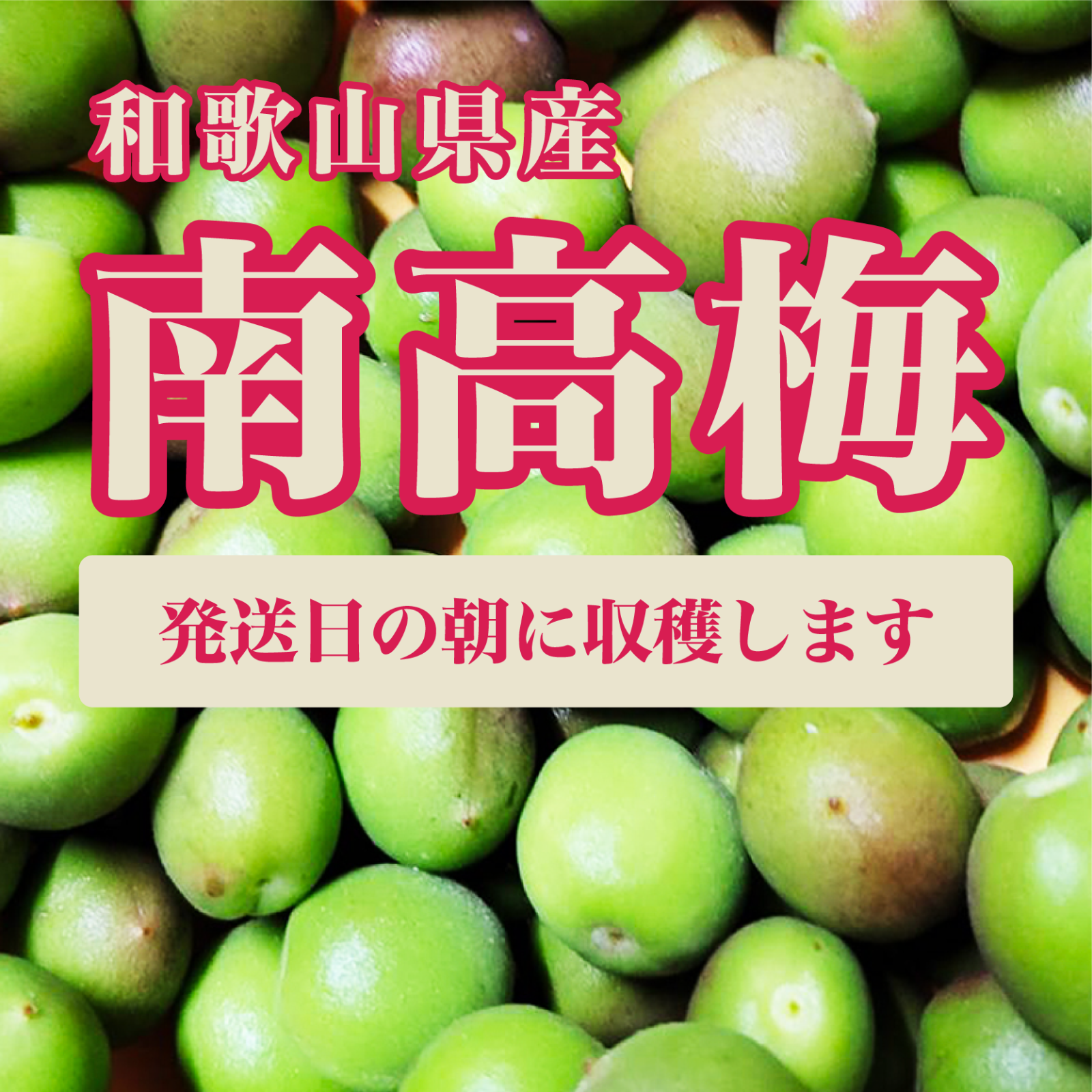 【7月4日収穫！当日発送！】和歌山県産南高梅　Ｌ〜2L　10キロ