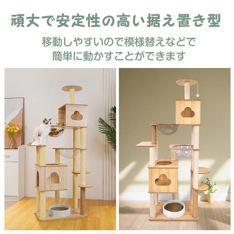 多頭飼い 子猫