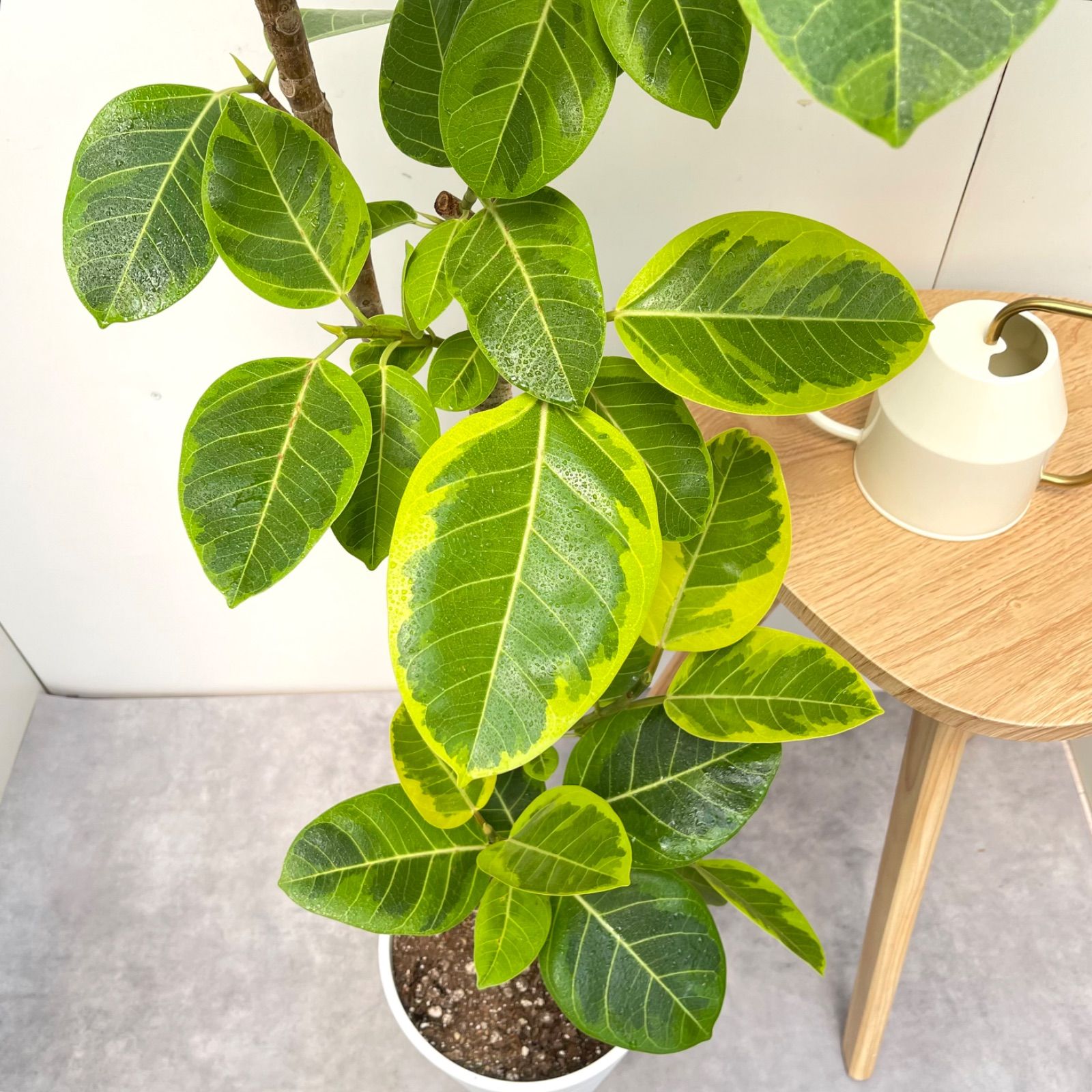 フィカス　アルテシマ　曲がり　14【現品】観葉植物　室内　大型 フィカス アルテシマ 曲がり 14【現品】観葉植物 室内 大型