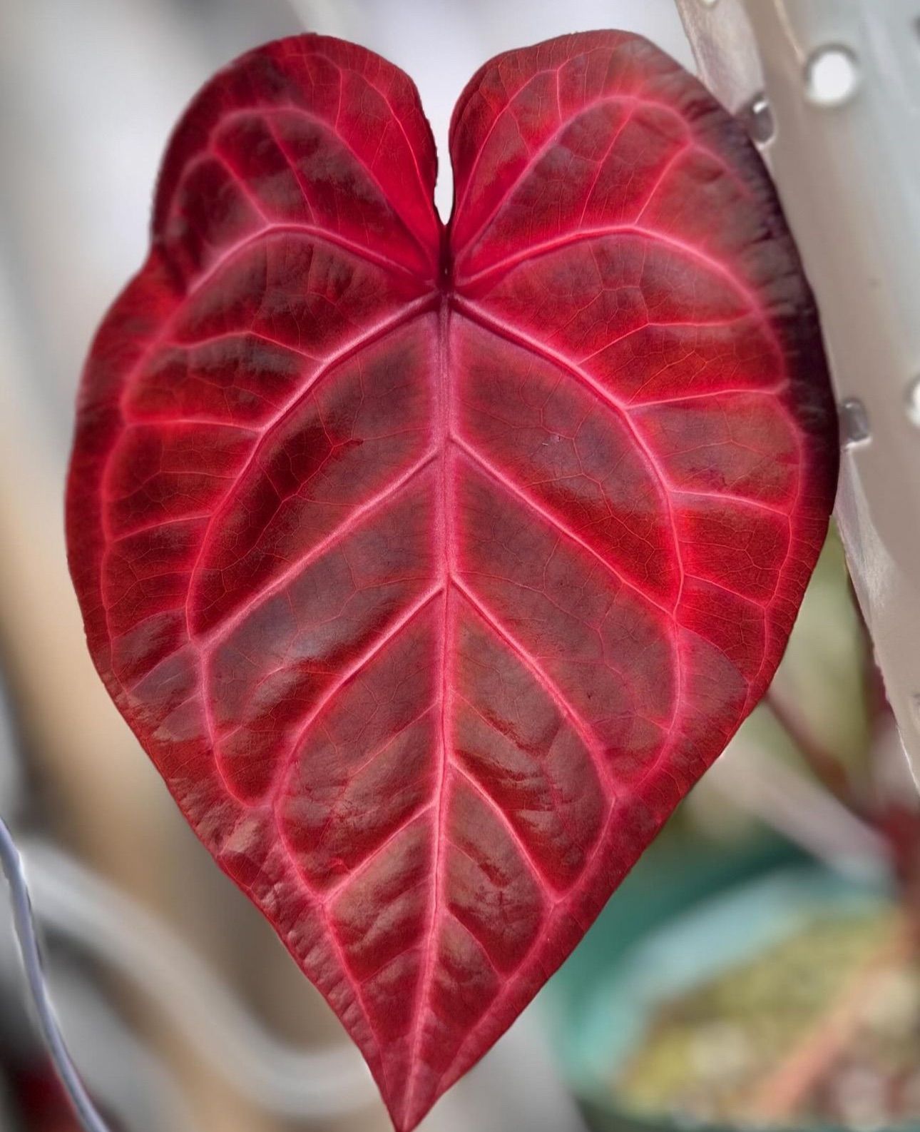 Anthuroom】Anthurium 'Michelle' x 'Zara'(F3) x 'SKG Grey