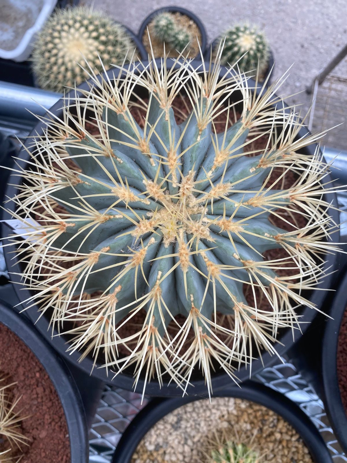 フェロカクタス 王冠竜 8号 厳選品 11