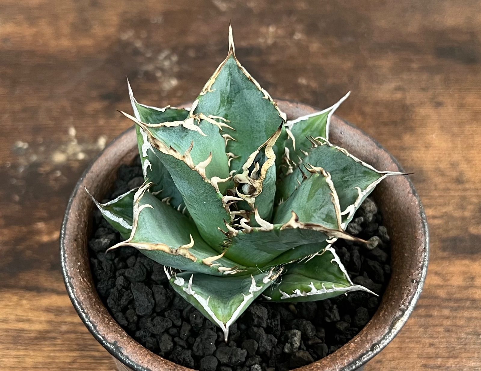 多肉植物 アガベ agave チタノタ 強棘 霸王竜大子株 11株 - インテリア小物