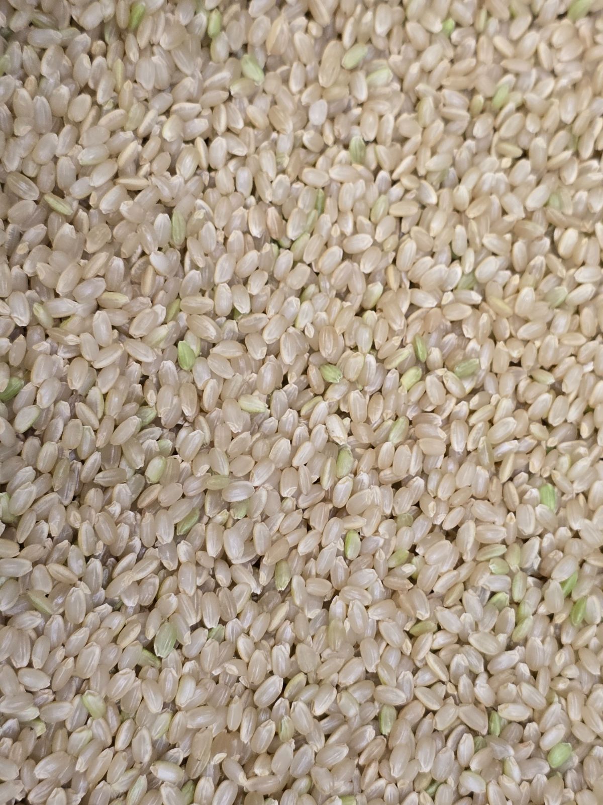 食品 令和7年度 茨城県稲敷市産 一等米 こだわり米 ミルキー