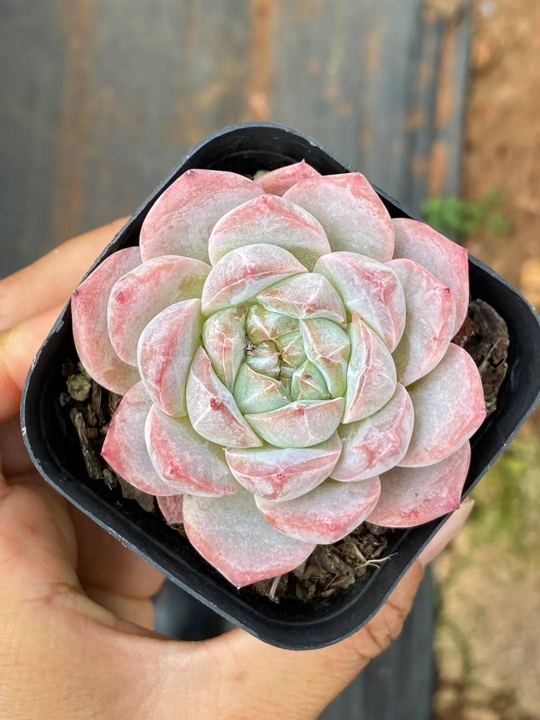 抜き苗 ピンクダイヤ QS1058×40株 ふっくら 多肉植物 エケベリア 抜き苗 ピンクダイヤ QS1058×40株 ふっくら 多肉植物 エケベリア