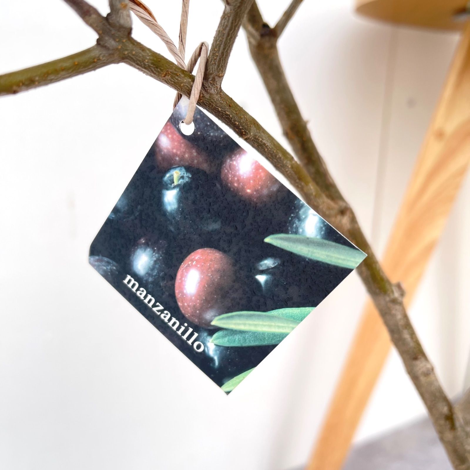 現品 観葉植物