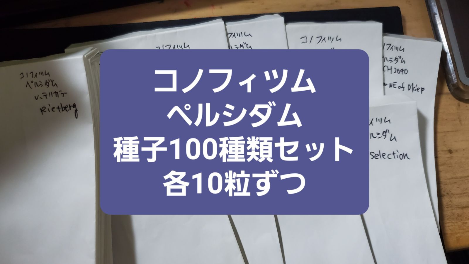 コノフィツム ペルシダム 種子100種類 各10粒ずつセット