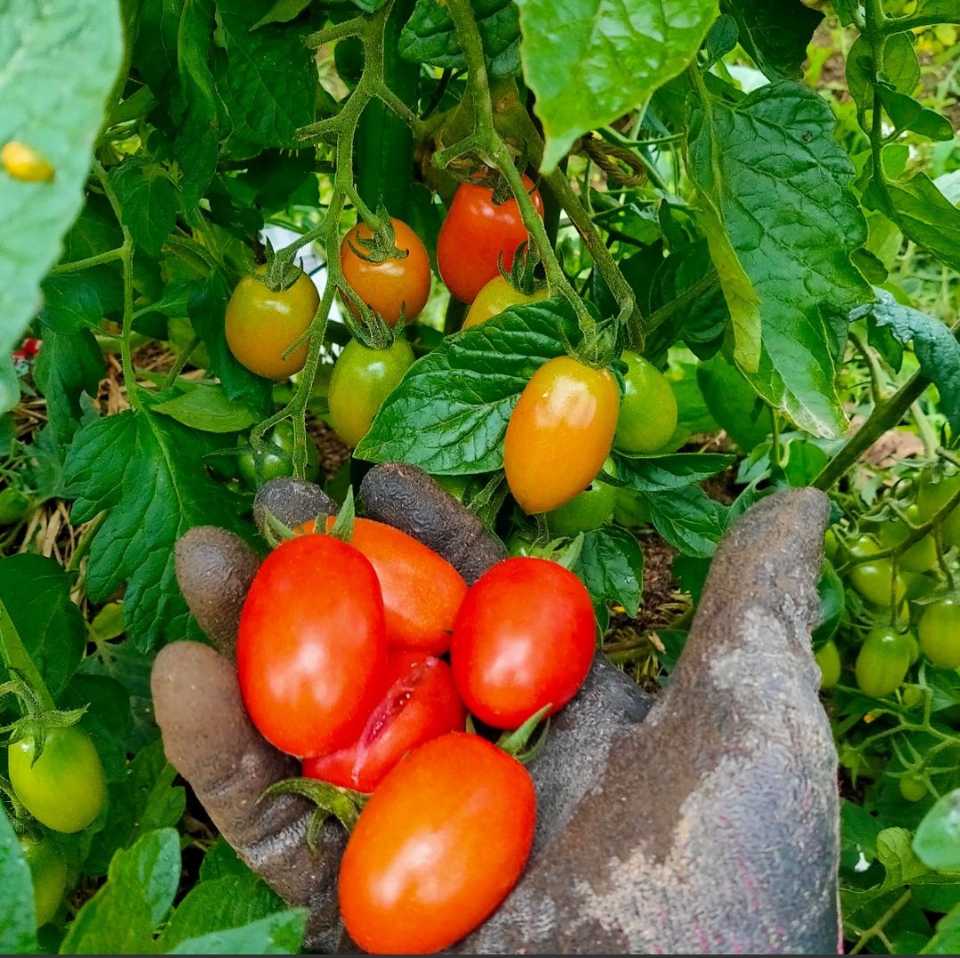 クール便】秋田県産 自然農法 野菜セット 無農薬 サイズ100 - メルカリ