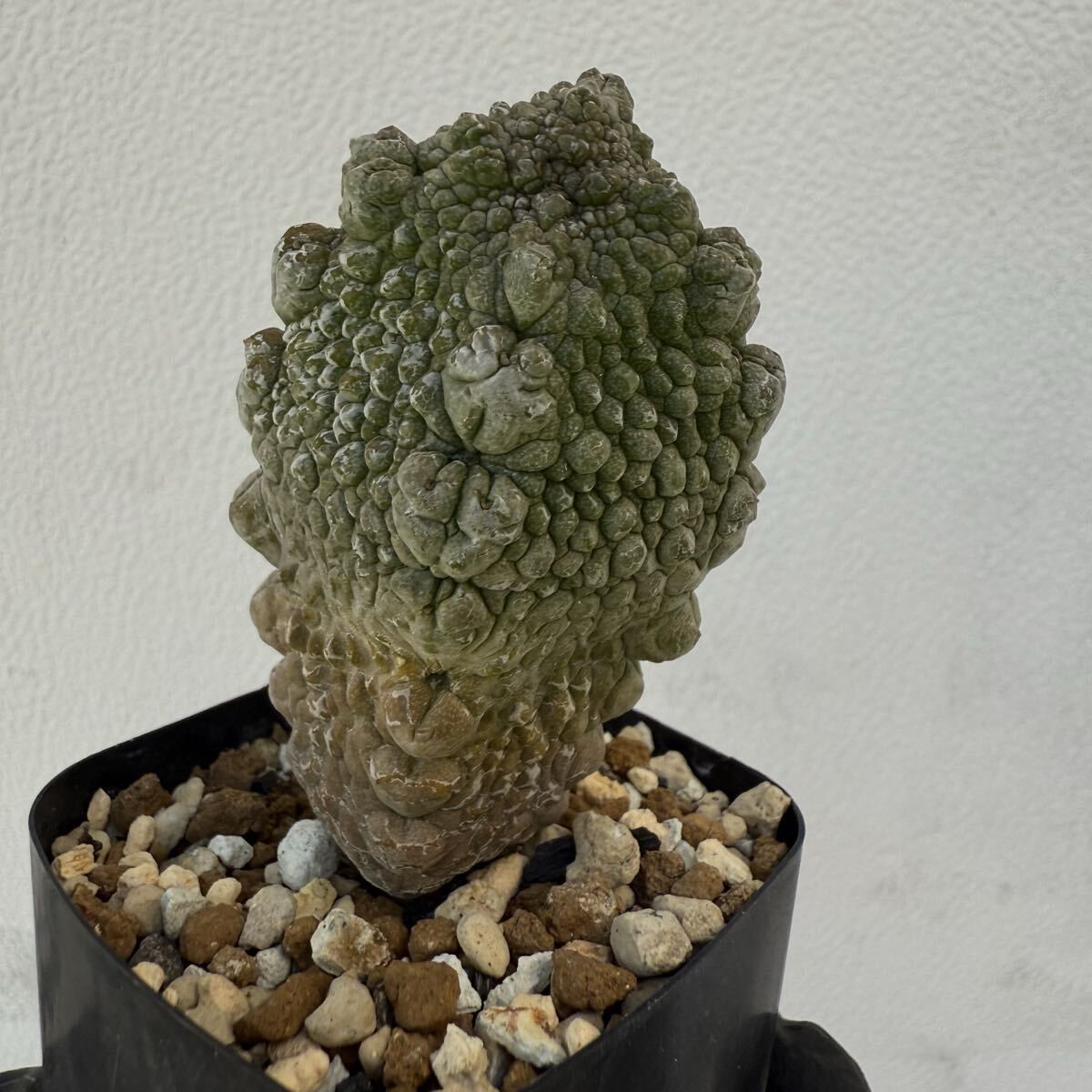 ☆M239☆ 珍品 プセウドリトス ハラルドヘラヌス 抜き苗発送【速達付】 ☆M239☆ 珍品 プセウドリトス ハラルドヘラヌス 抜き苗発送