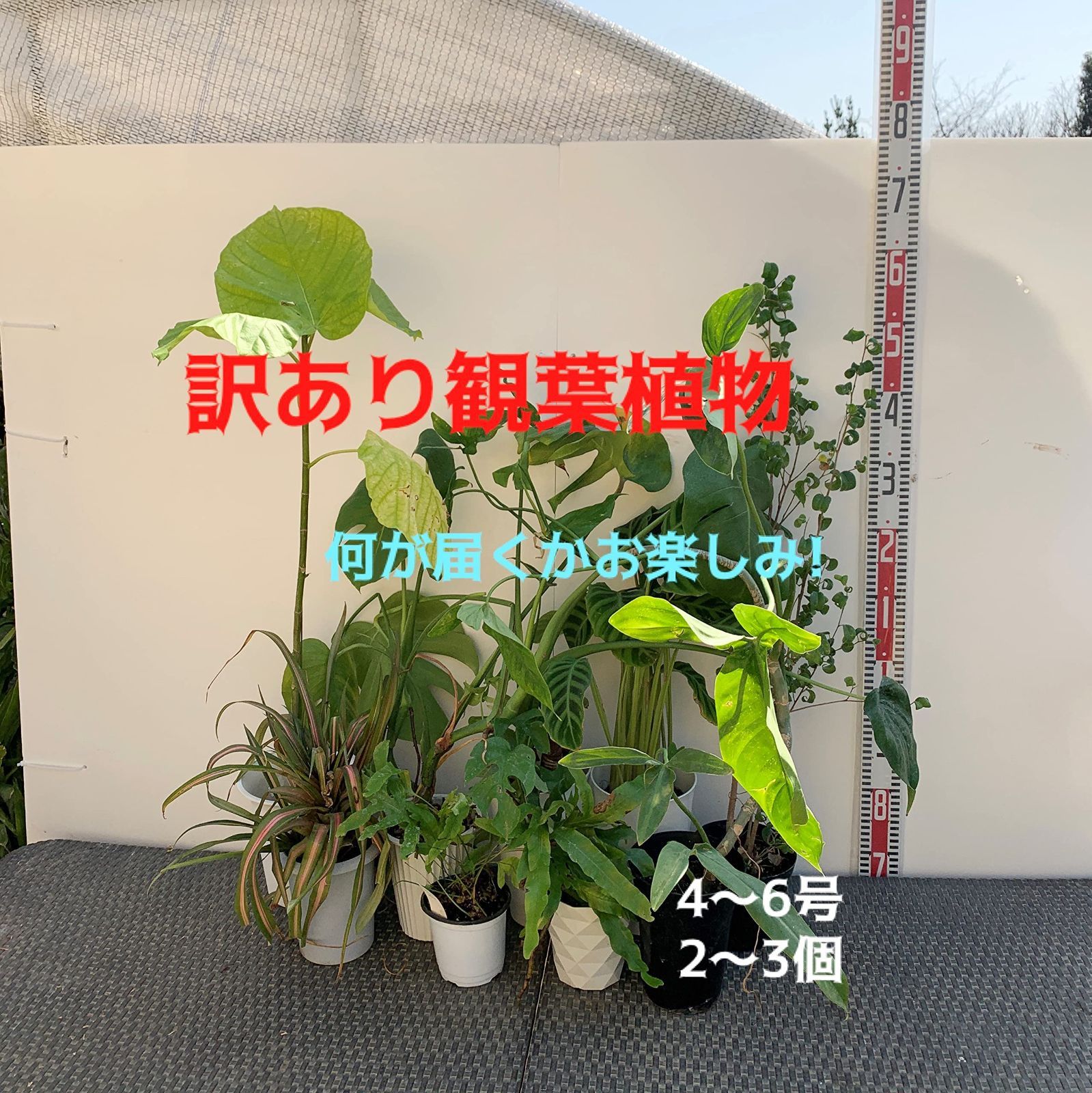 ご了承下さい