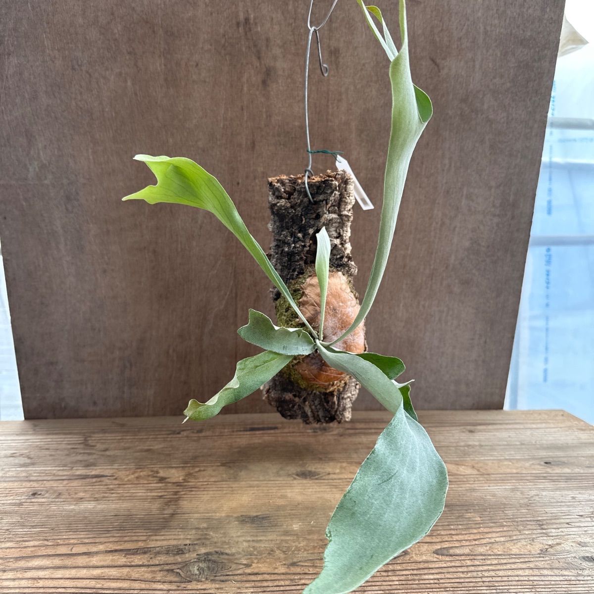 ビカクシダ リドレイドワーフ シルベリー コルク付け3 ビカクシダ