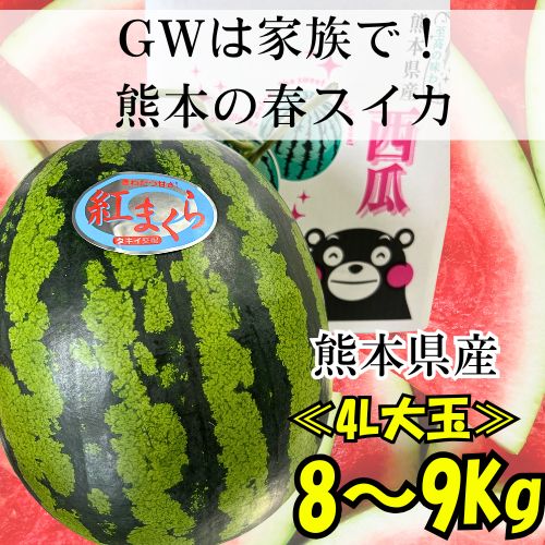 熊本県産 スイカ 市場直送 大玉 約8~9Kg 家族で GWに キャンプに 甘くて美味しい すいか 春スイカ 植木