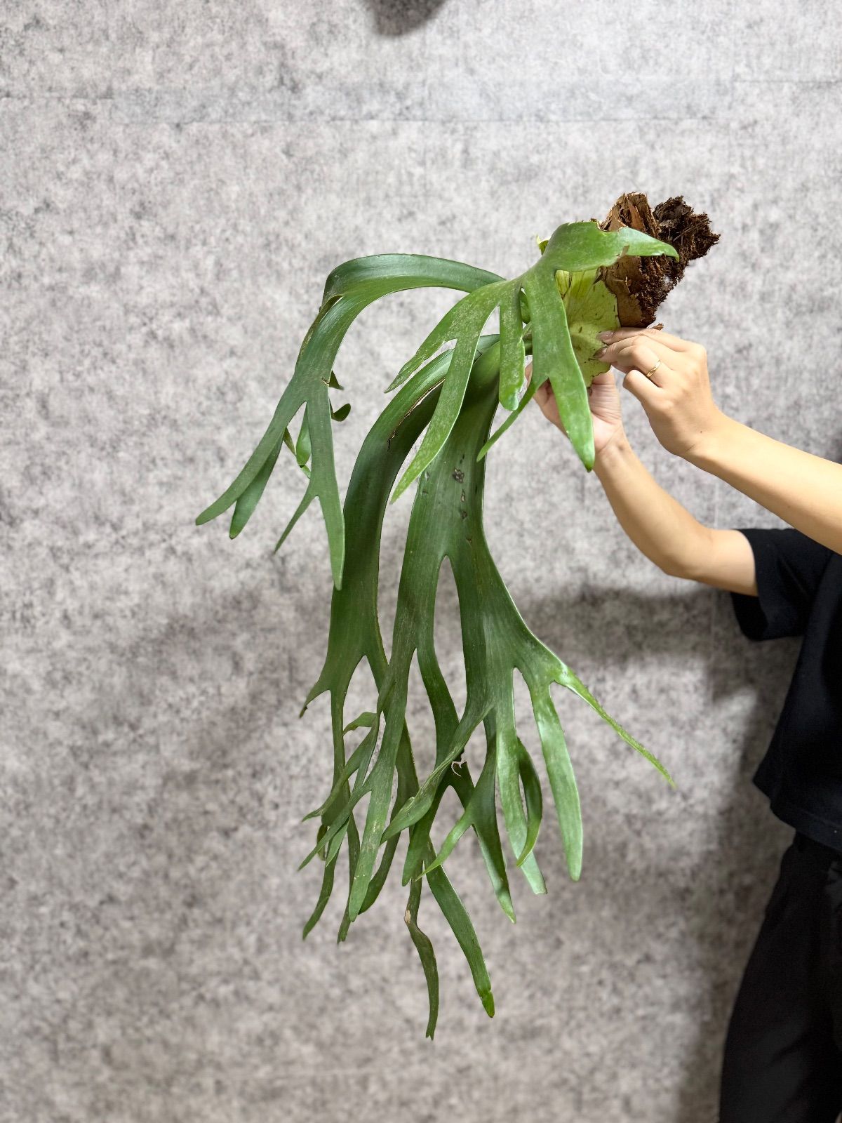 輸入直後!! ▽P.willinckii Wild East Java▽ 16ウィリンキー ワイルド