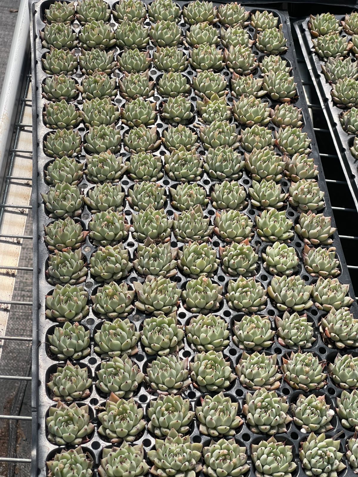 105株 S141-4 多肉植物 エケベリア 緑爪 超美苗 サボテン 観葉植物 花